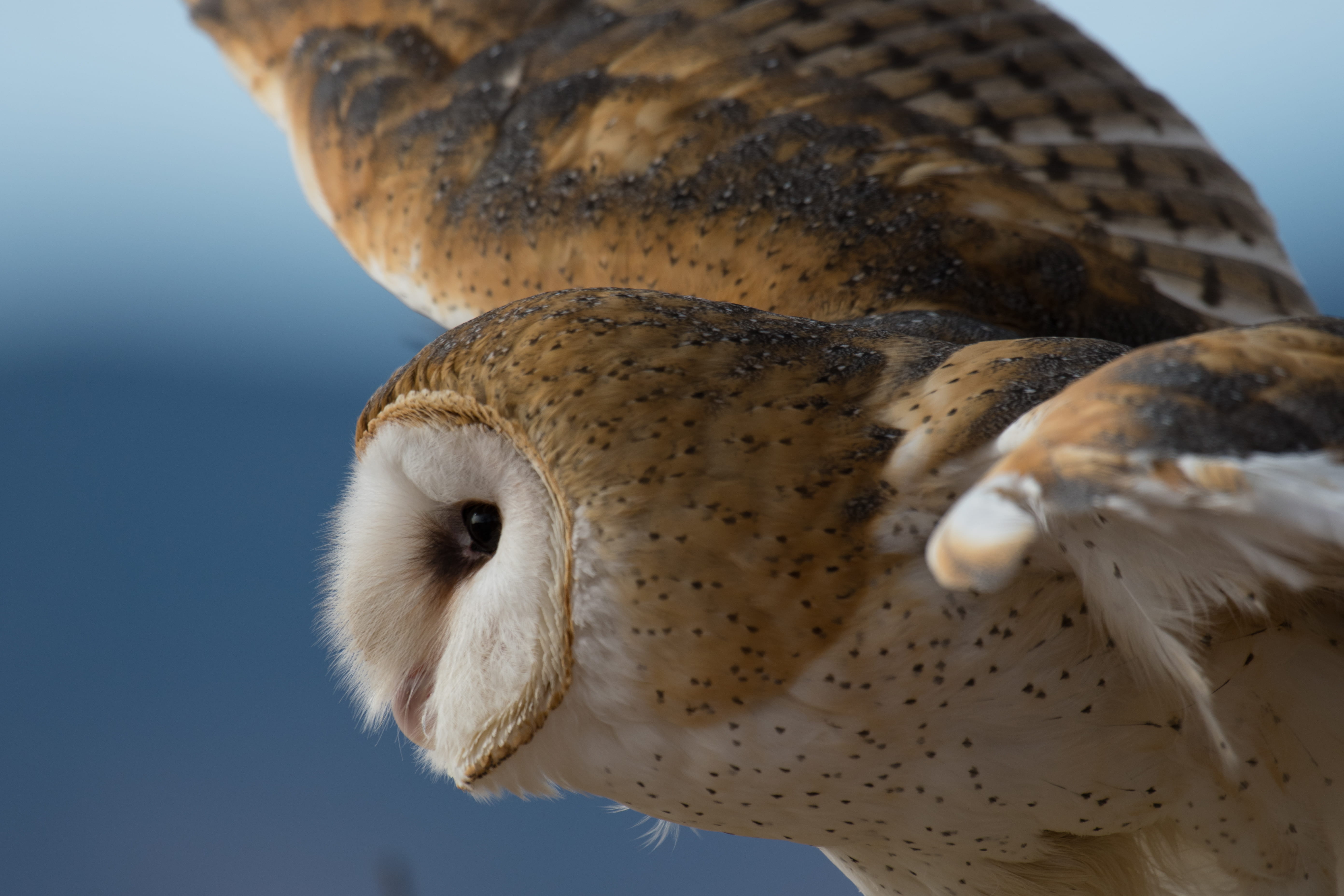 barn owl, hunter, hunting, bird, animal themes, one animal, no people, wings, sea, owl, animal wildlife, animal rescue, flight, photography, feather, beak, HD Wallpaper