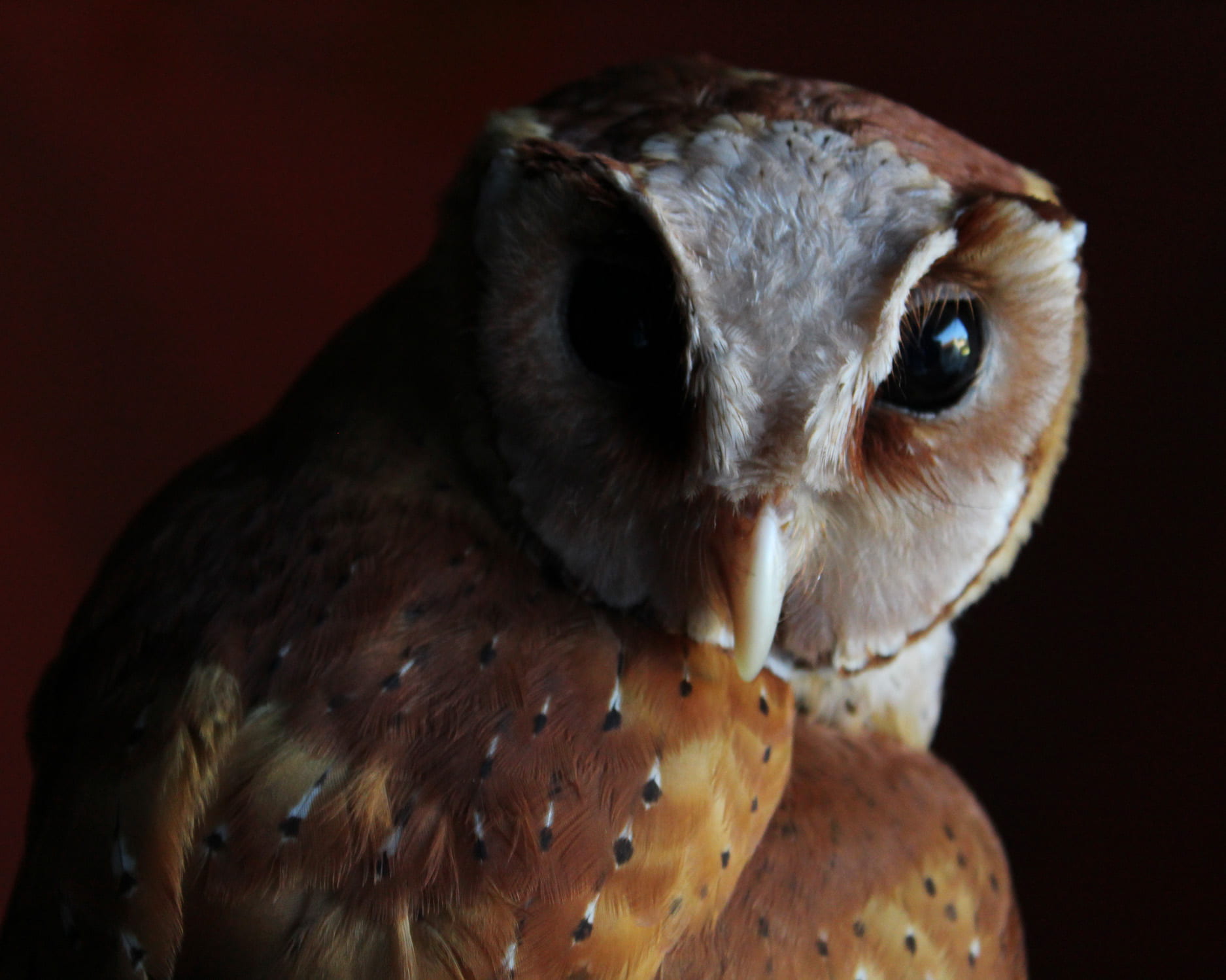 vertebrate, beak, one animal, colored background, owl, indoors, eye, looking at camera, exotic, feathers, bird, black background, portrait, bird of prey, HD Wallpaper