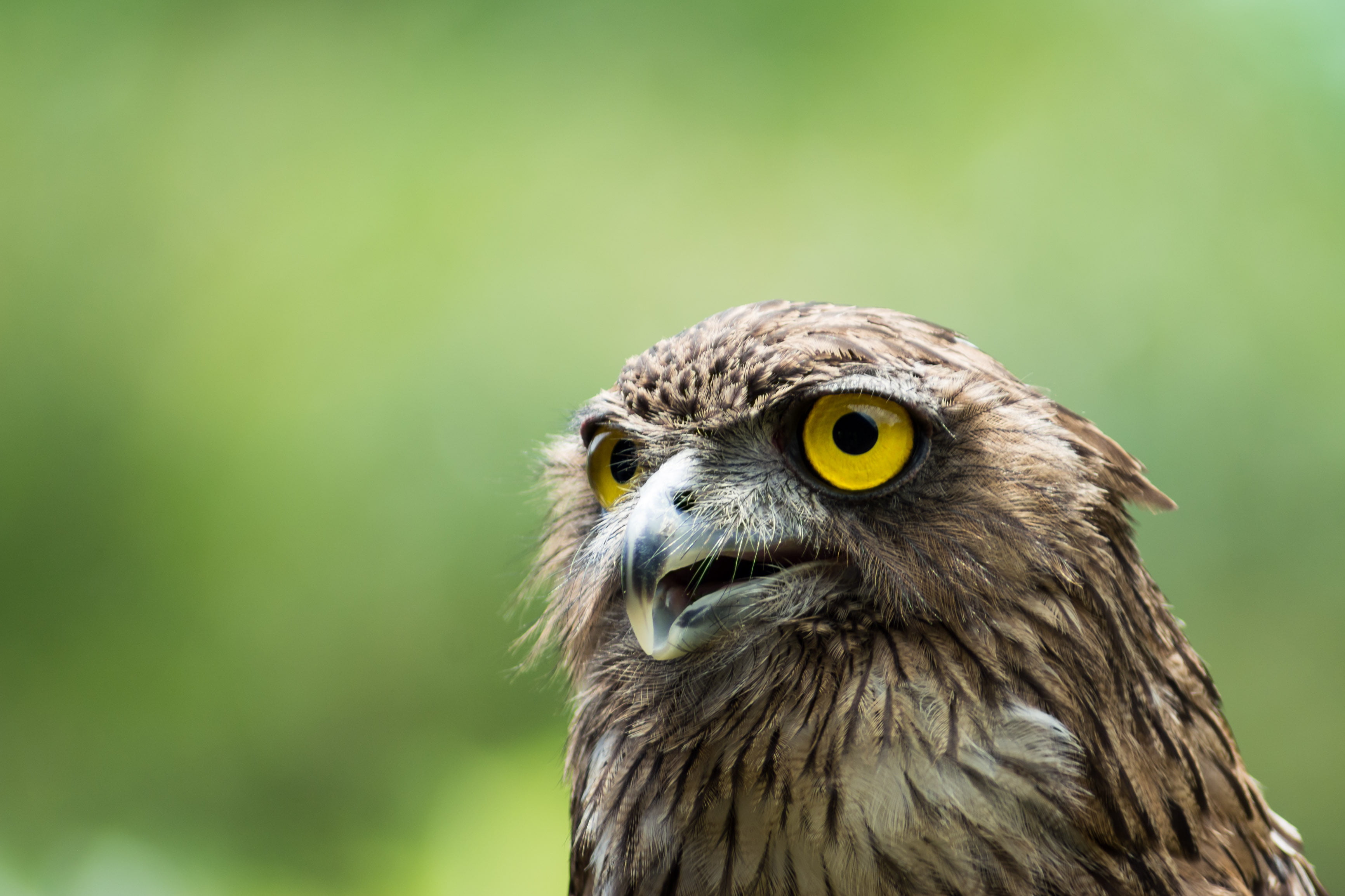 animals In The Wild, selective focus, looking, ketupa  zeylonensis, brown, animals Hunting, Nikon, Nature, sri lanka, hawk - Bird, carnivore, Wildlife, HD Wallpaper