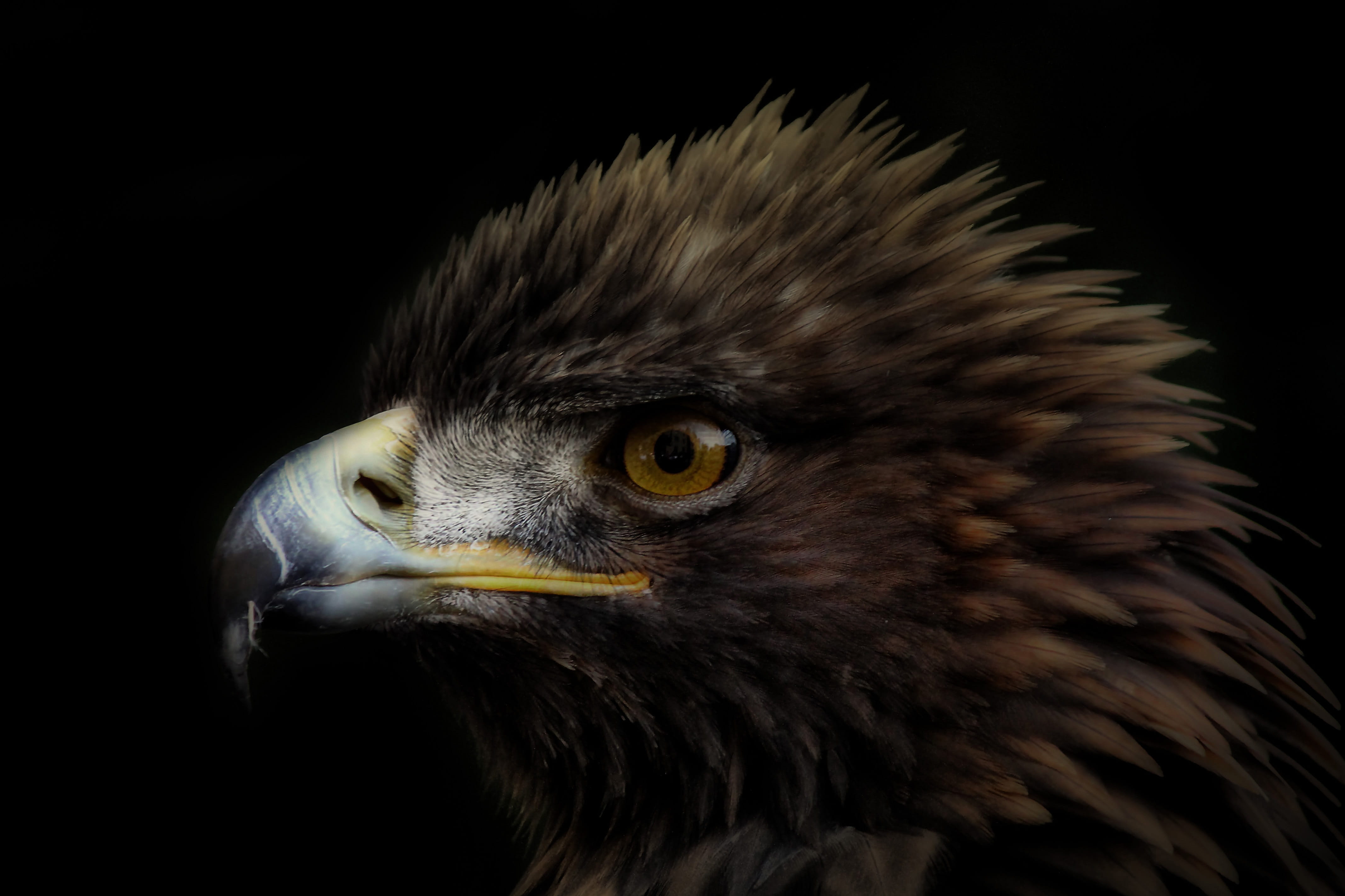 adler, animal Eye, animals In The Wild, wild bird, no people, looking away, 4K, beak, animal themes, one animal, bird, animal, aggression, animal body part, HD Wallpaper