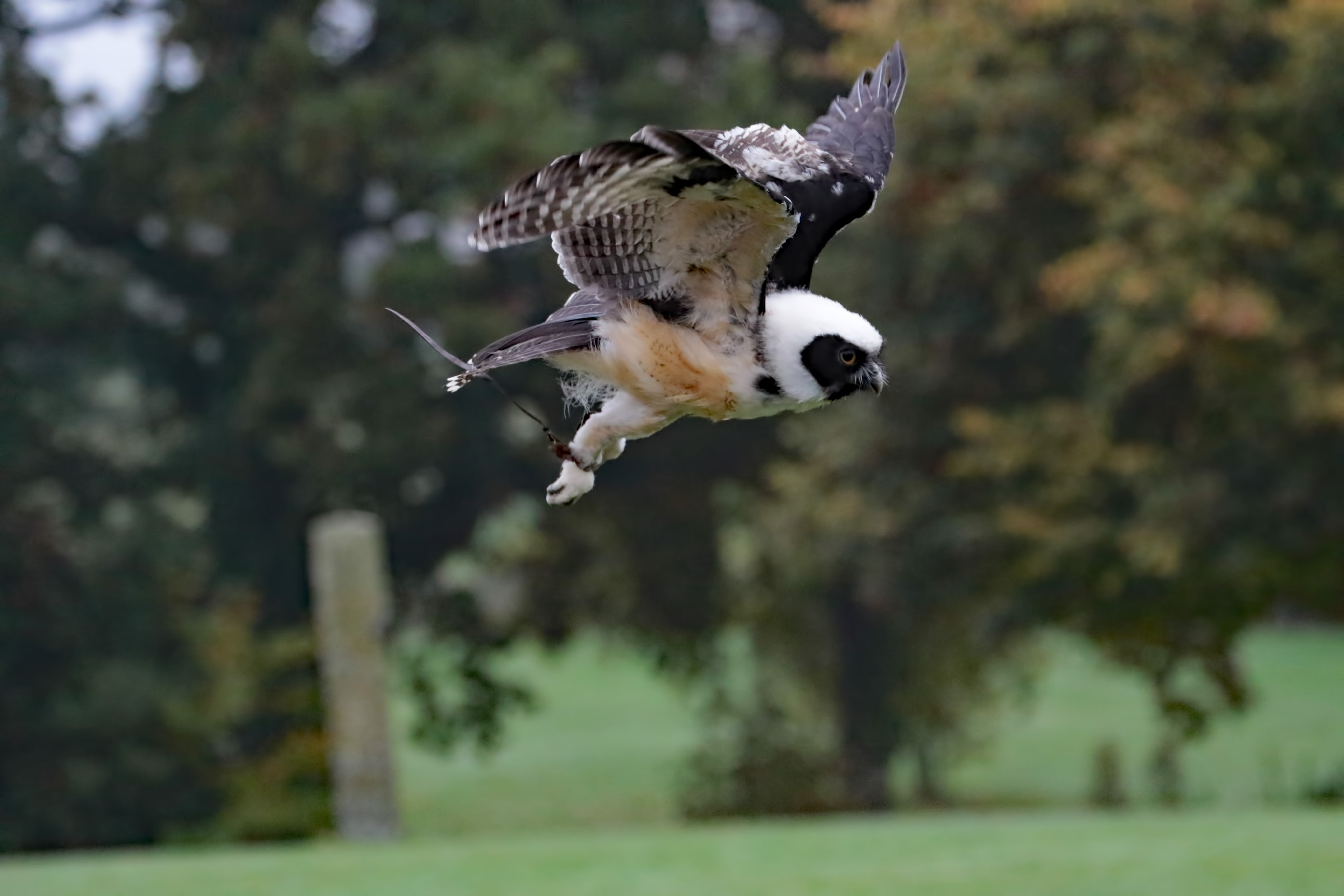 carnivore, cute, eyes, animal, animals in the wild, bird, wildlife, black, animal body part, full length, vertebrate, bird of prey, brown, hunting, carnivorous, HD Wallpaper