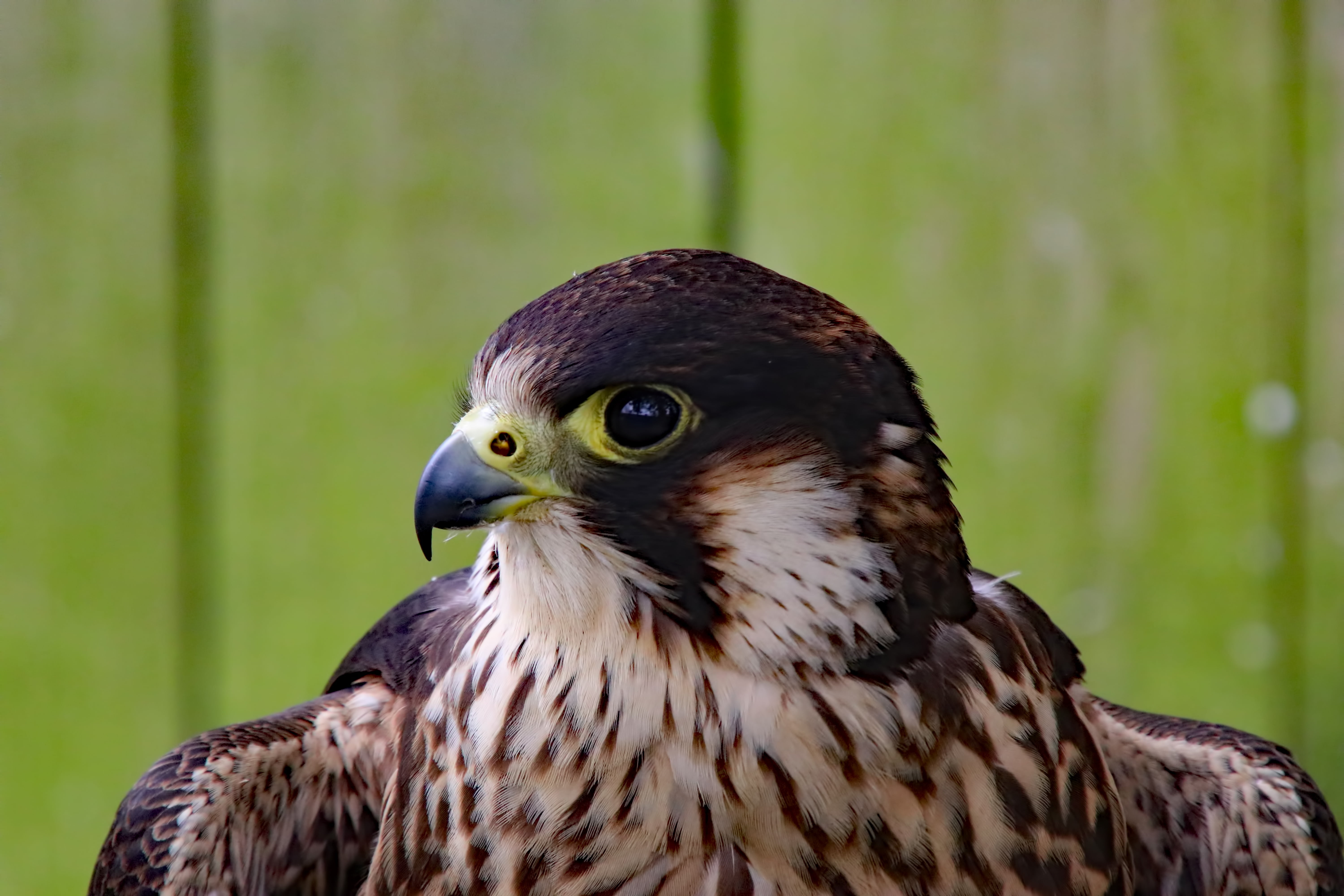 no people, peregrine falcon, avian, carnivore, one animal, fast bird, 5K, animal wildlife, looking away, animals in the wild, plant, bird, hawk - bird, HD Wallpaper