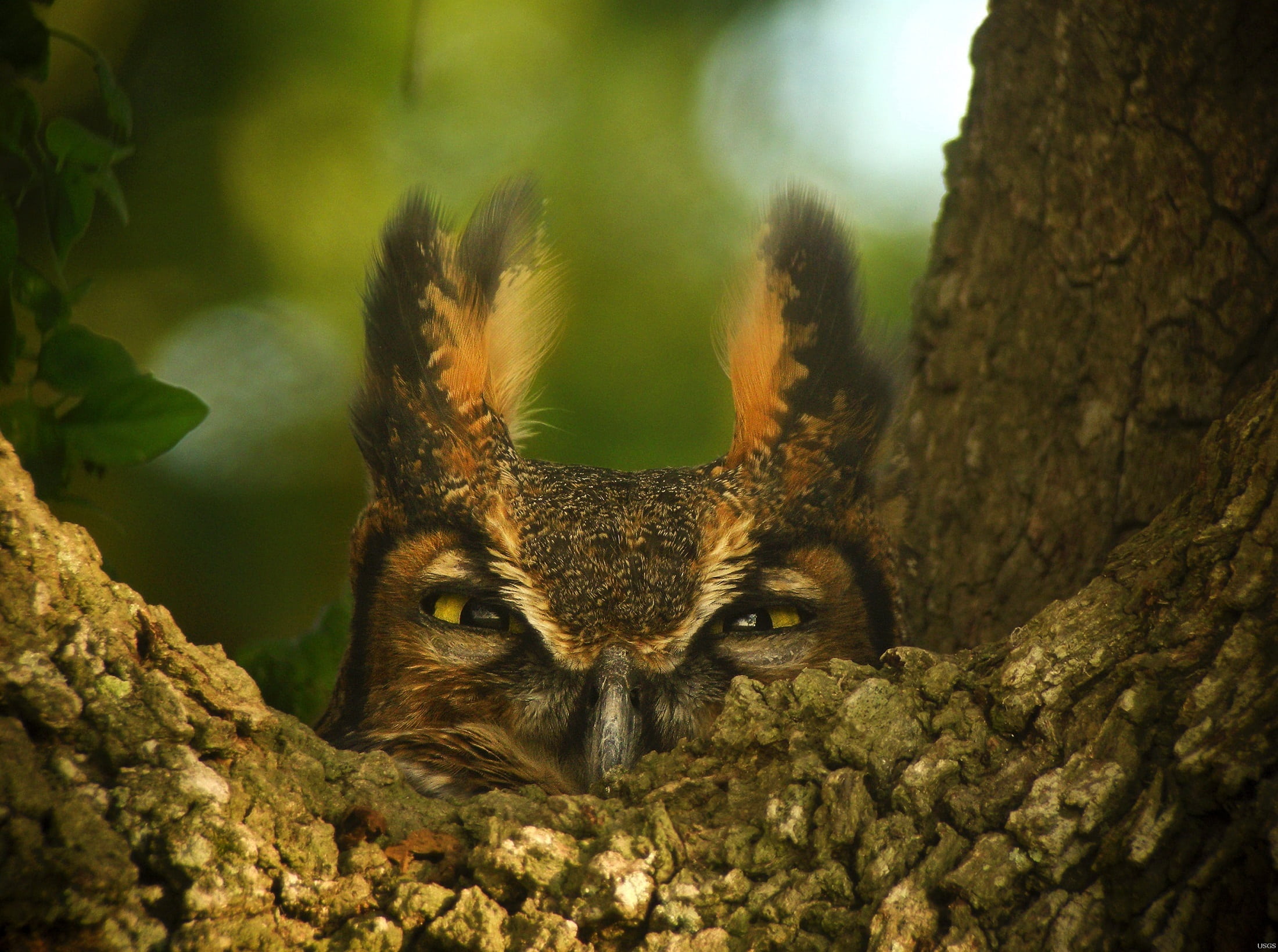 looking at camera, tree trunk, animal eye, great horned owl, animals in the wild, selective focus, animal themes, 1080P, looking, herbivorous, tree, owl, HD Wallpaper
