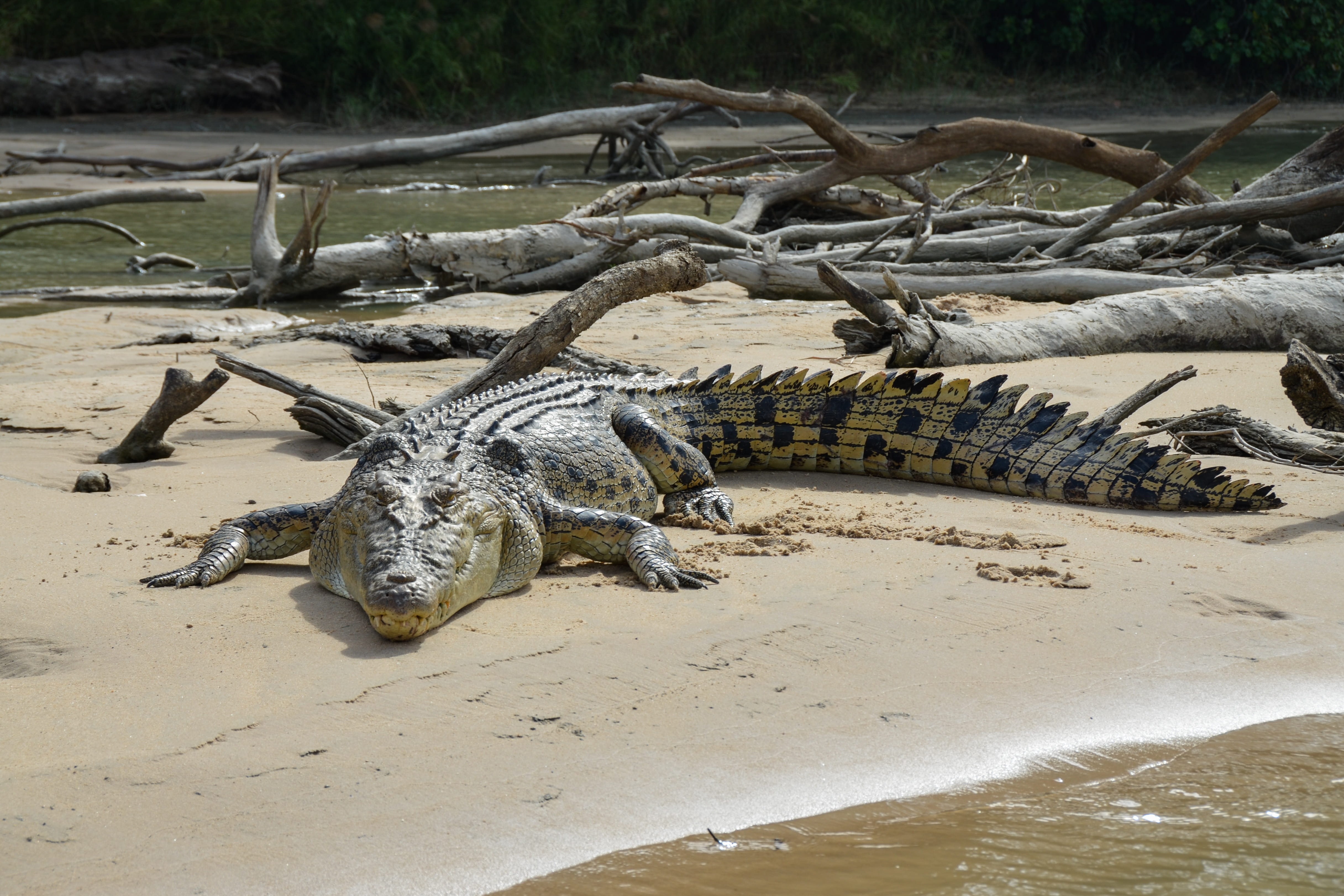 animal themes, water, relaxation, one animal, no people, wild, crocodilian, day, wildlife, crocodile, animals in the wild, plant, egg-laying, tree, reptile, HD Wallpaper