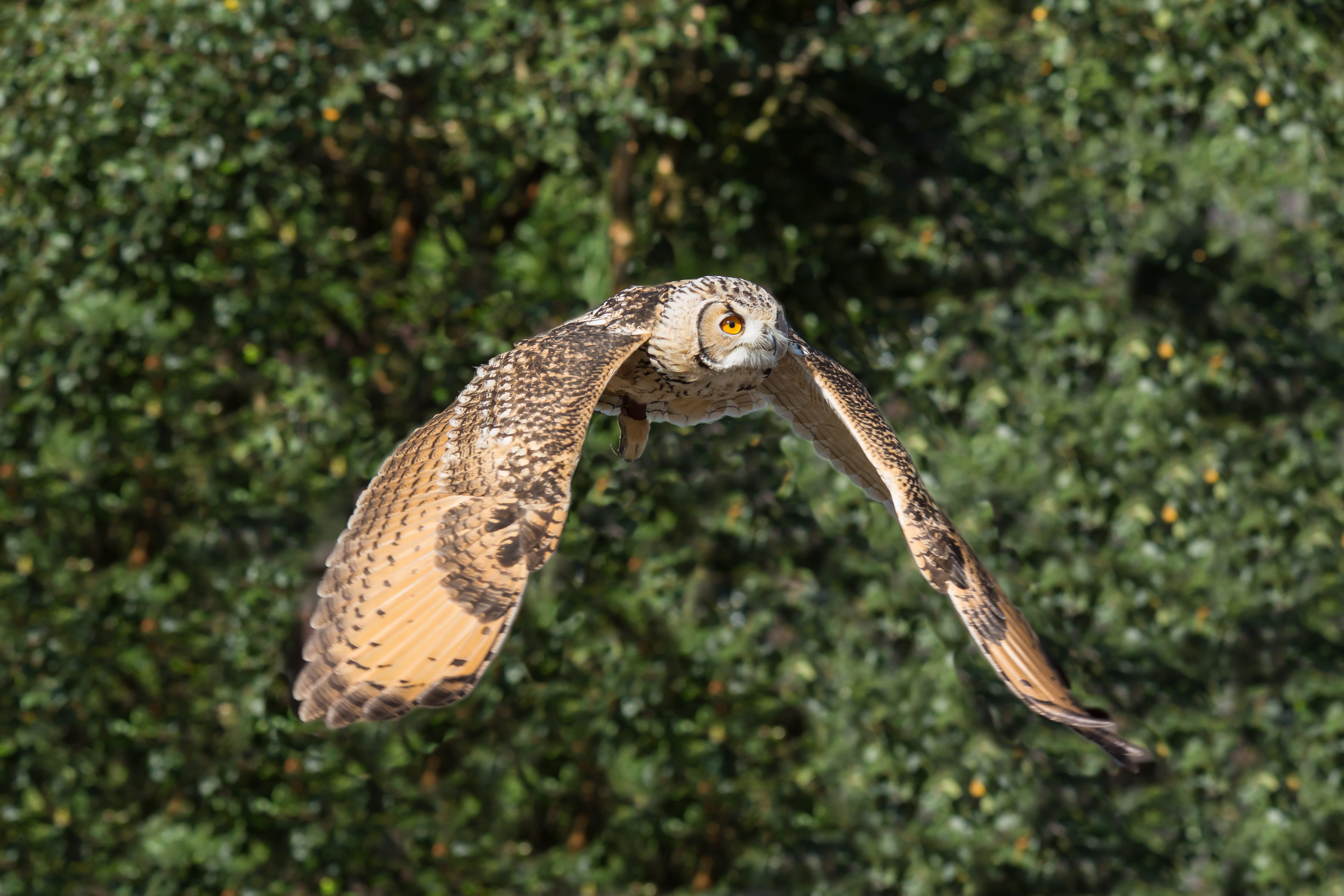 close-up, side view, profile view, owl, wildlife, bird, feather, full length, prey, outdoors, no people, plant, flying, selective, vertebrate, black, raptor, HD Wallpaper