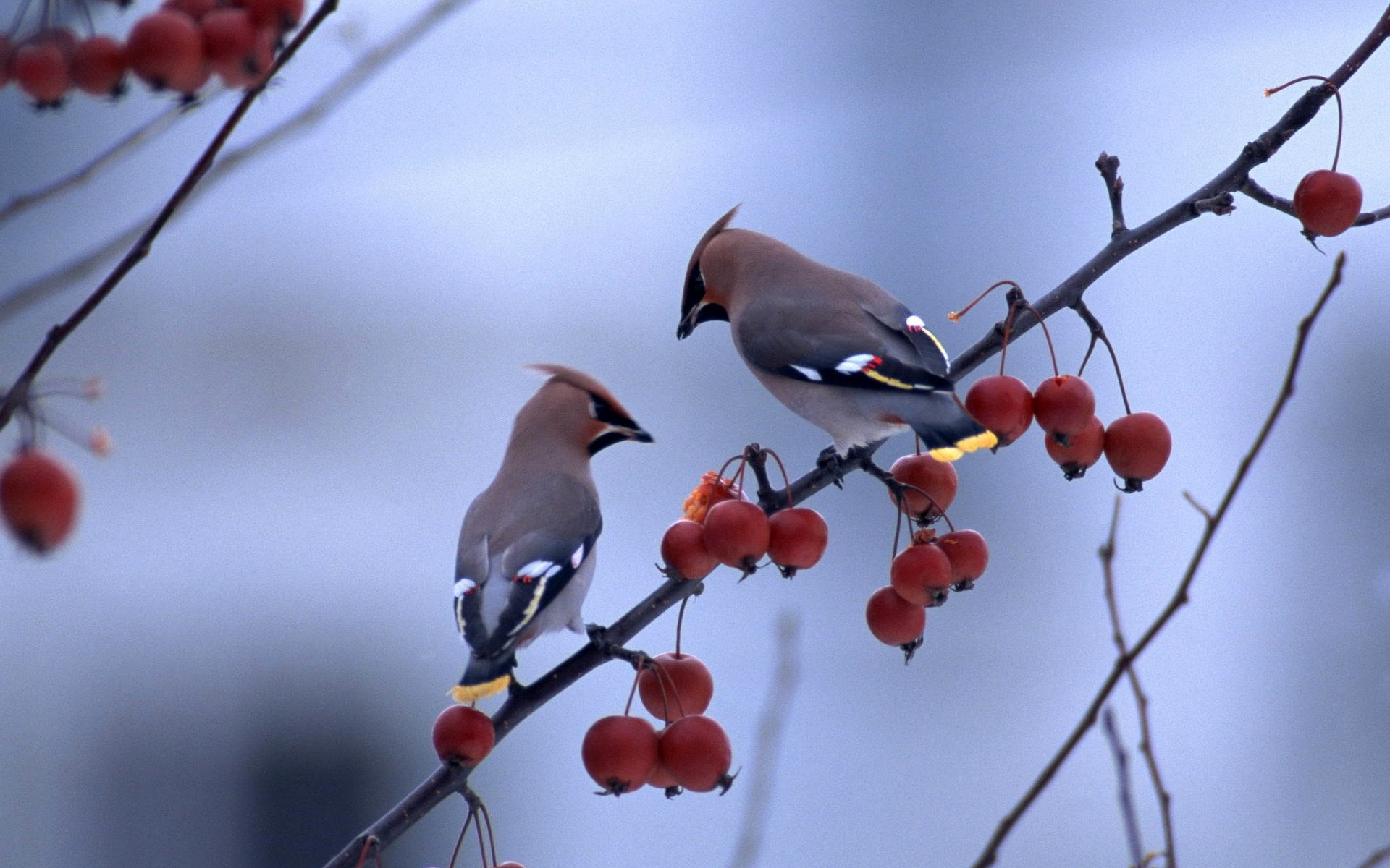 Tree, Standing, 1080P, Two, Birds, Branch, Berries, HD Wallpaper