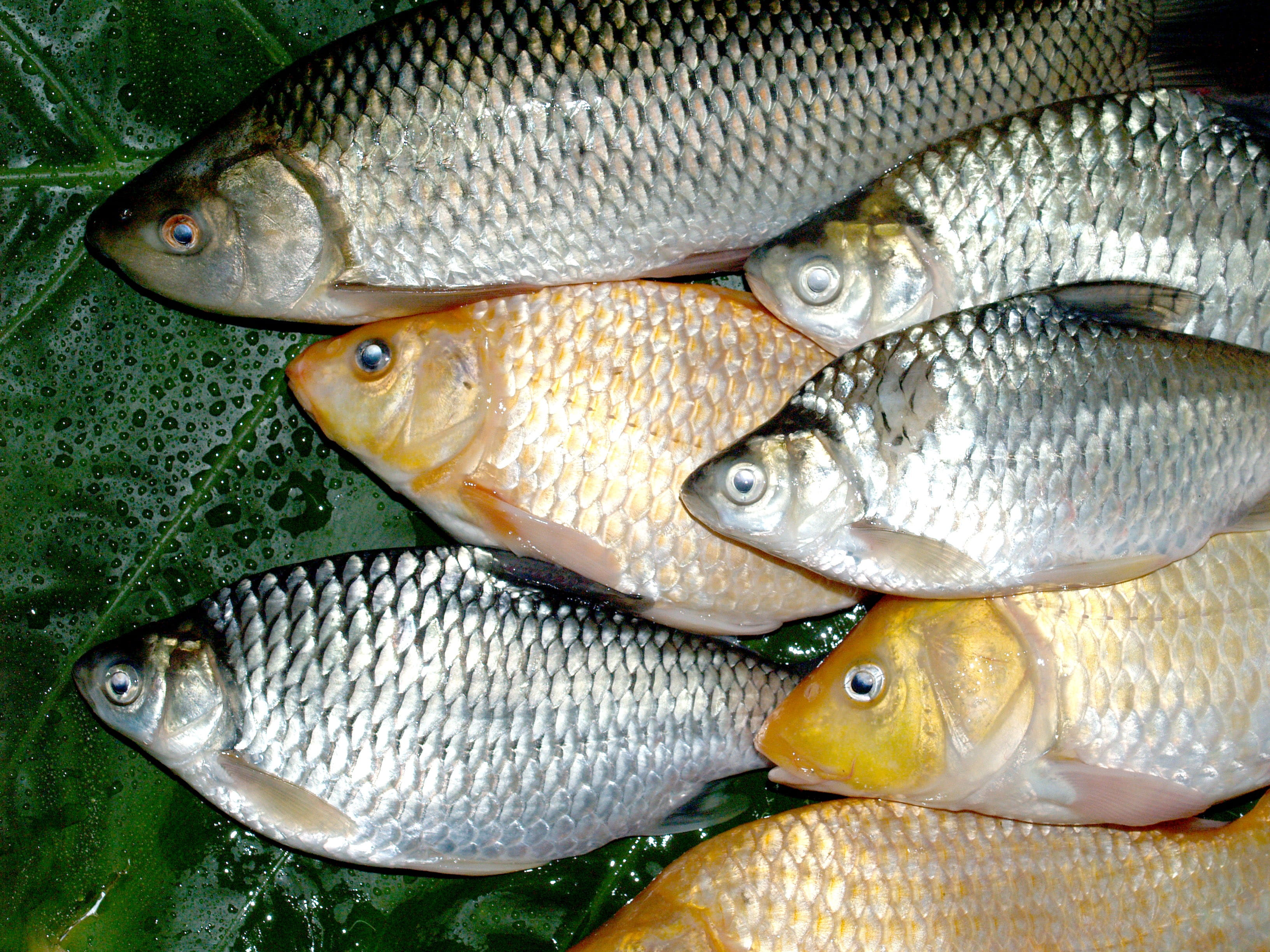animal, chub, perch, cyprinus, crucian, silver, bullhead, animal wildlife, antenna, raw, fresh, rudd, pelecus, food and drink, large group of objects, directly above, HD Wallpaper