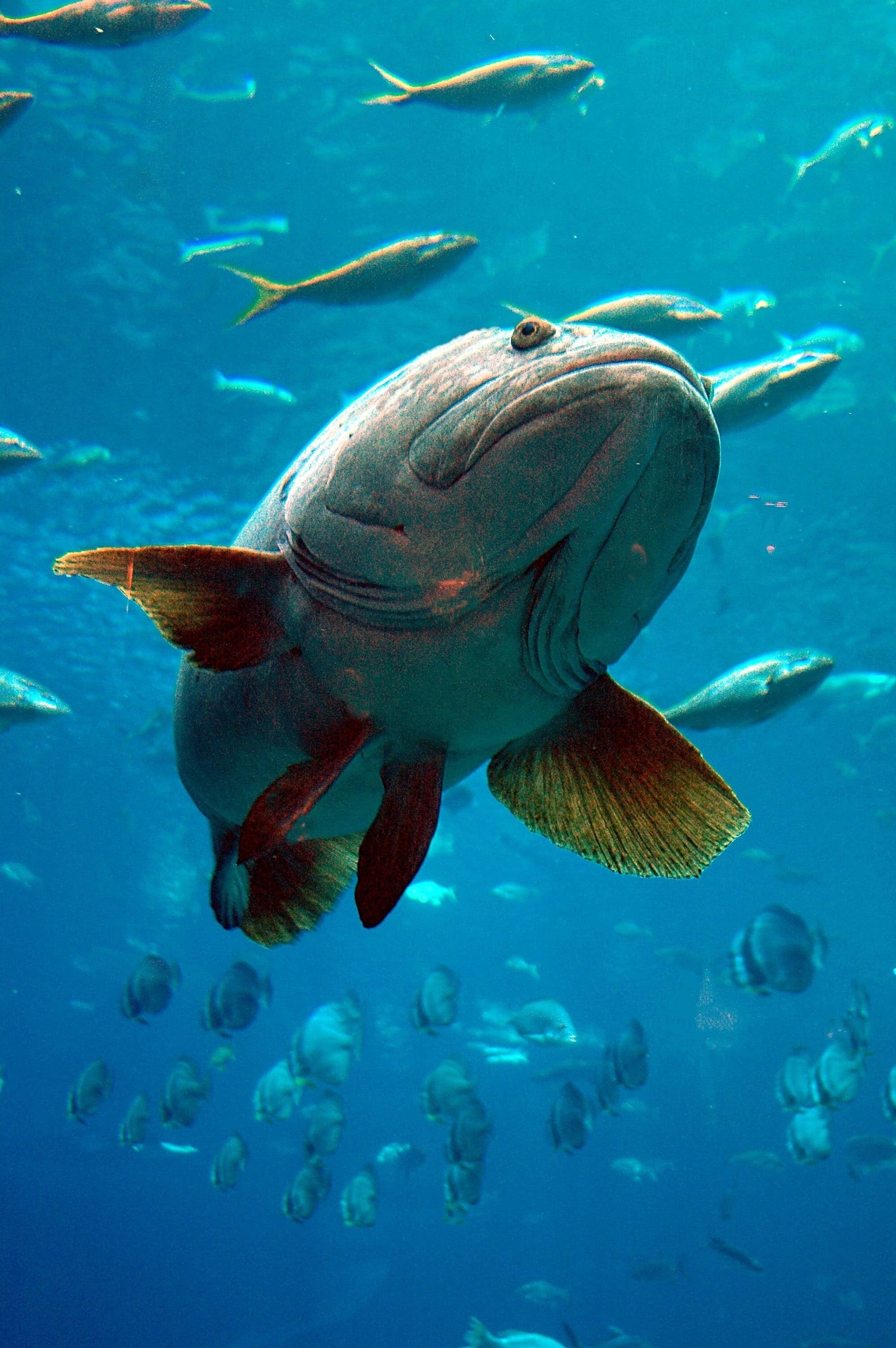 fish, tropical, lips, eye, green, blue, undersea, photography, school of fish, vertebrate, nature, big, ocean, natural, grouper, no people, reef, marine, Phone HD Wallpaper