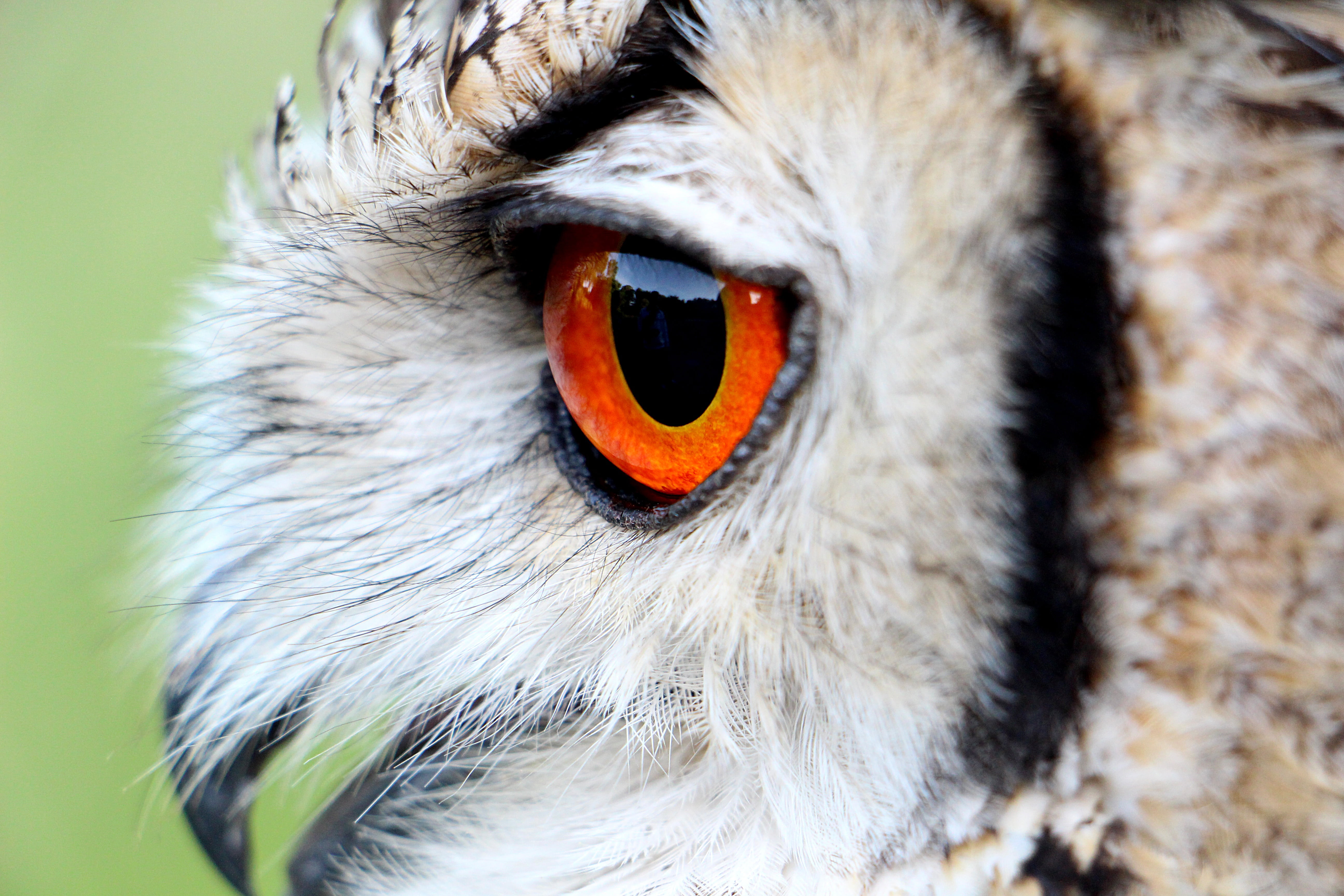 black, portrait, focus on foreground, animal, brown, hornugle, looking at camera, animals in the wild, iris - eye, orange color, 5K, day, animal wildlife, HD Wallpaper