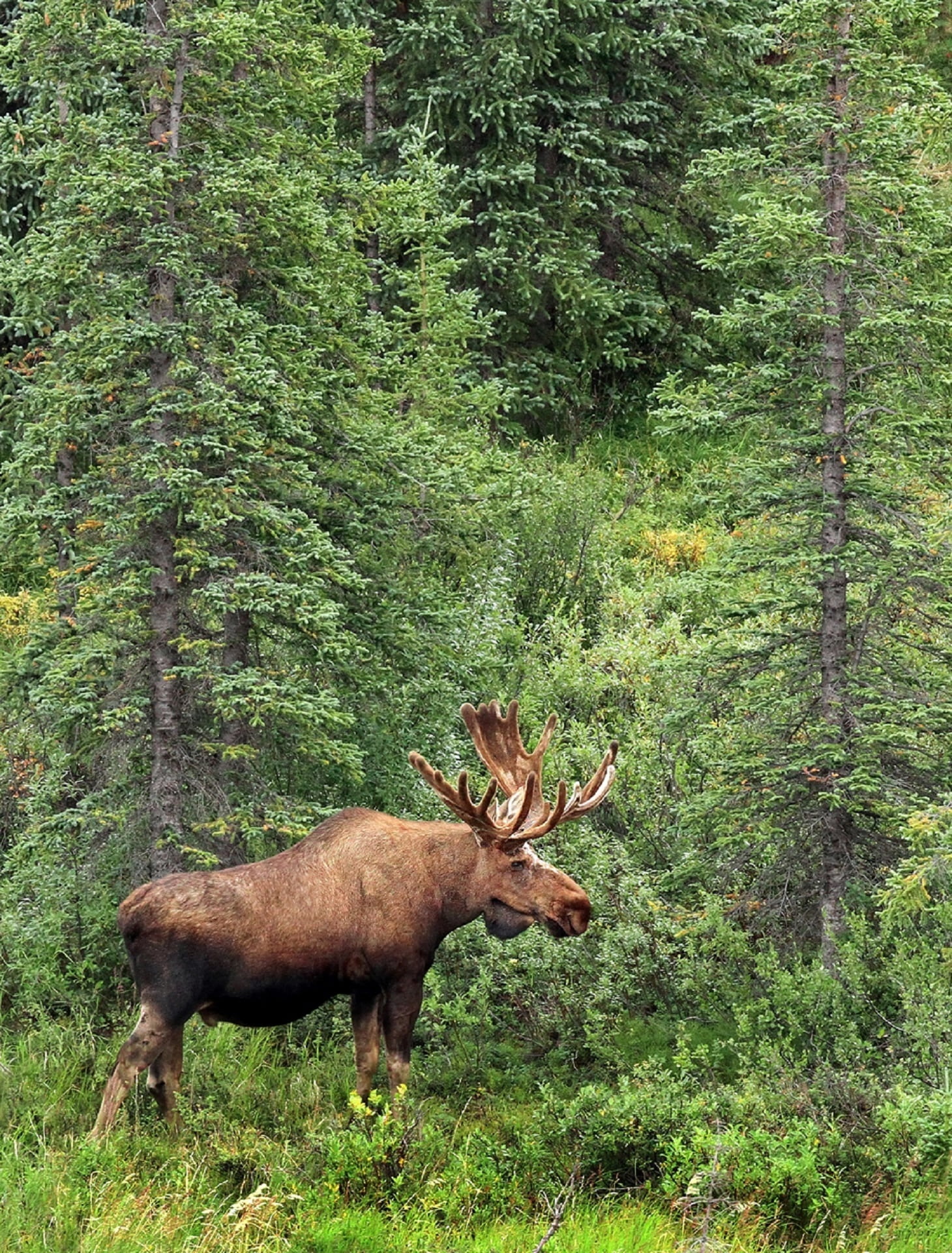 growth, profile, outdoors, herbivorous, brown, bull, day, animal, wildlife, tree, animal themes, game, green color, nature, moose, head, forest, landscape, Phone HD Wallpaper
