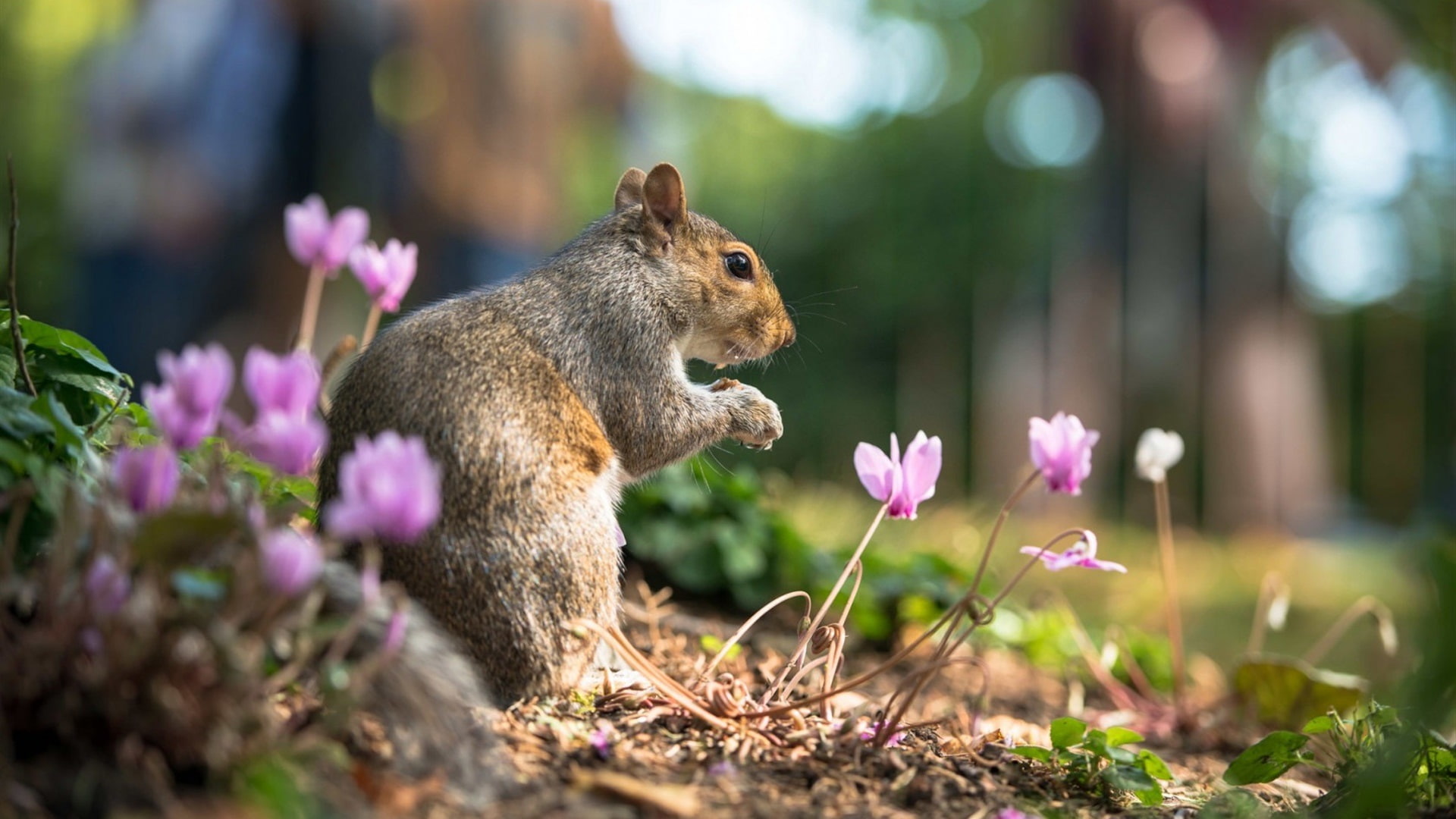 Flowers, Animal, 1080P, Squirrel, close, Summer, HD Wallpaper