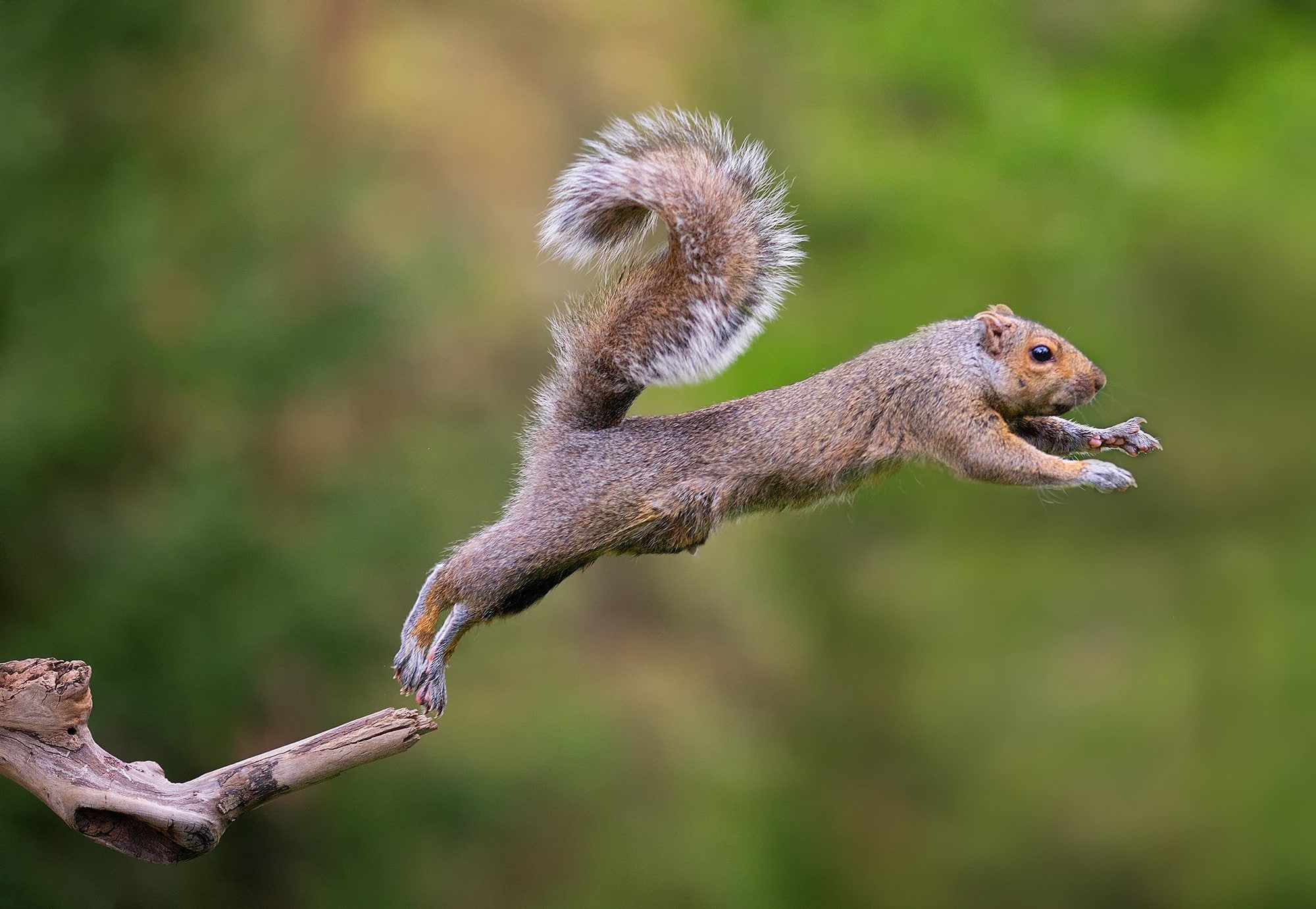 grey, jump, 1080P, animal, brown, animals, squirrel, squirel, HD Wallpaper