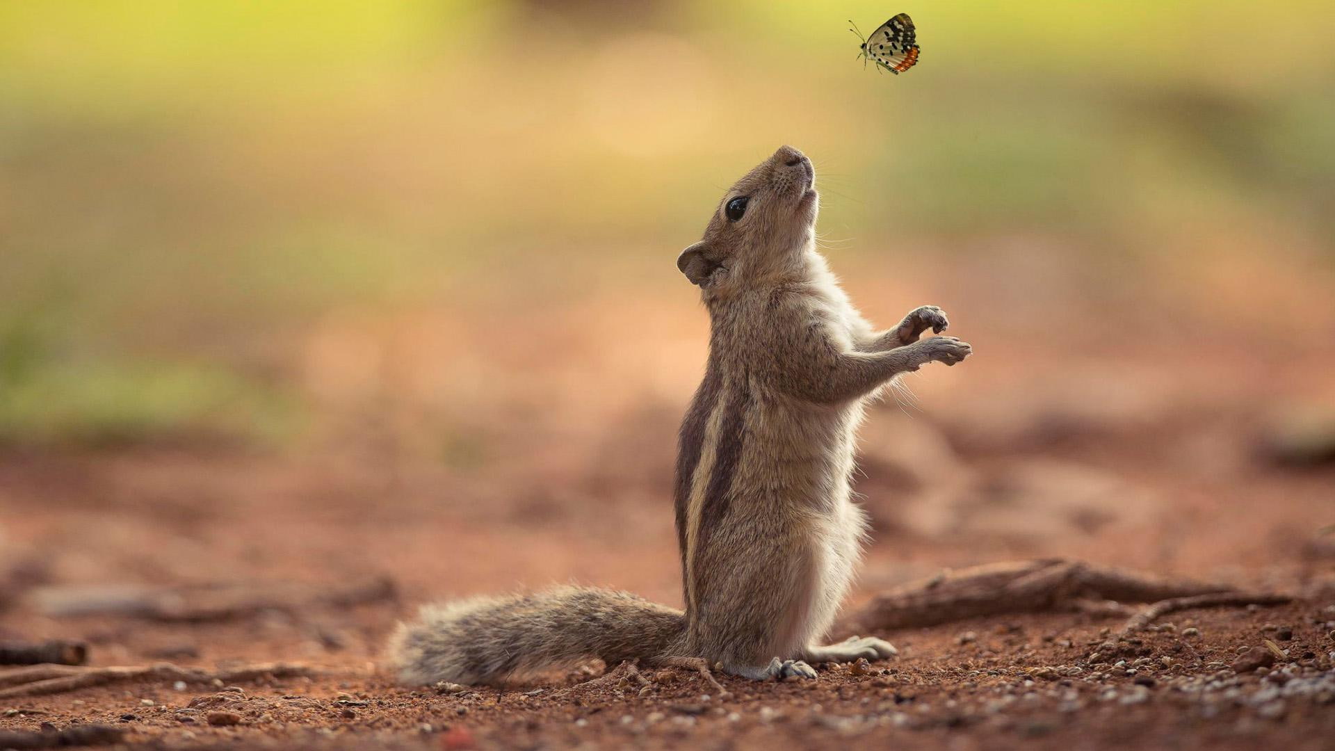 animal, cute, friendship, cute animal, squirrels, 1080P, butterflies, HD Wallpaper