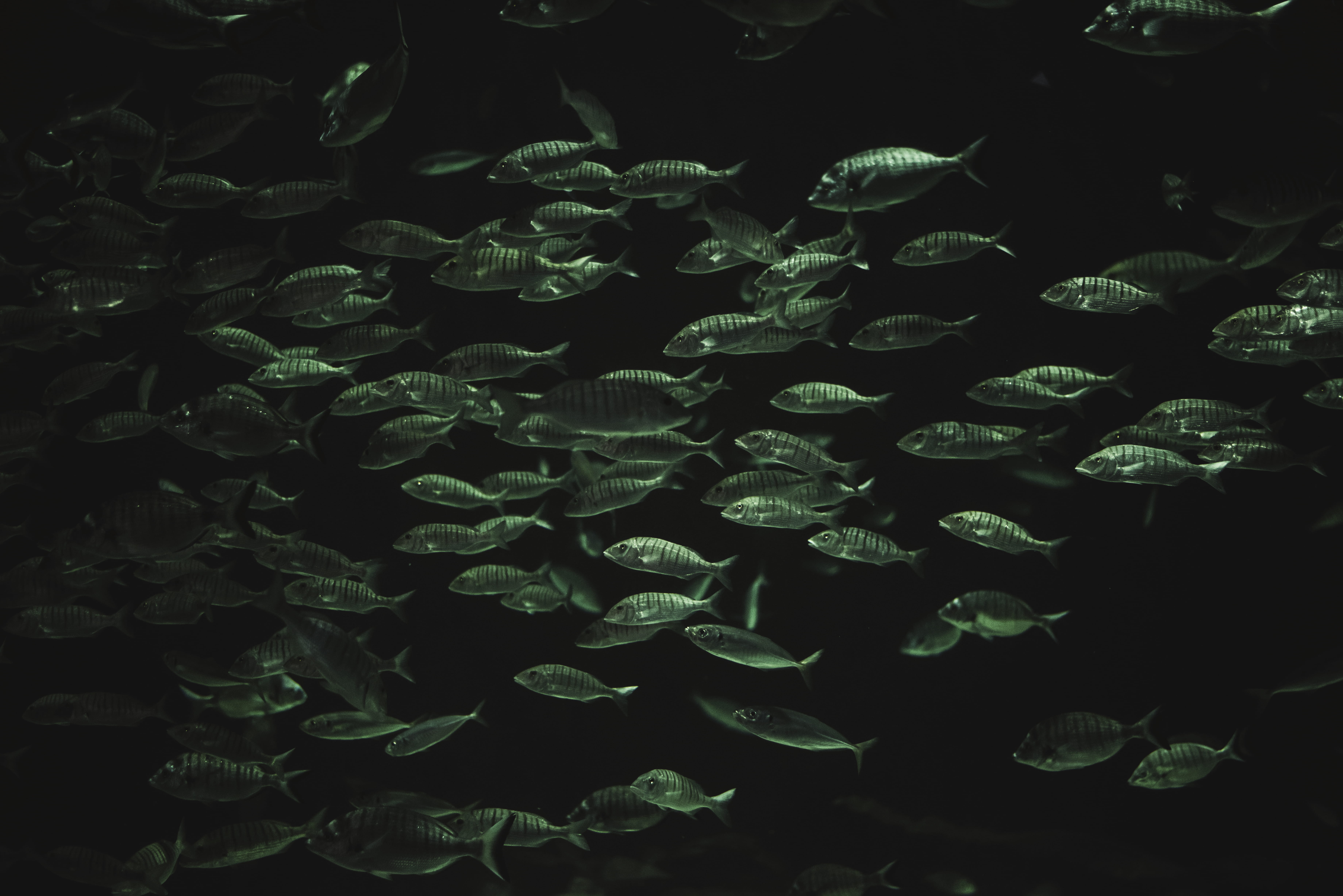 animals in the wild, indoors, herring, school of fish, animal, no people, mullet fish, night, sea, water, istanbul, aquarium, animal wildlife, turkey, animal themes, HD Wallpaper