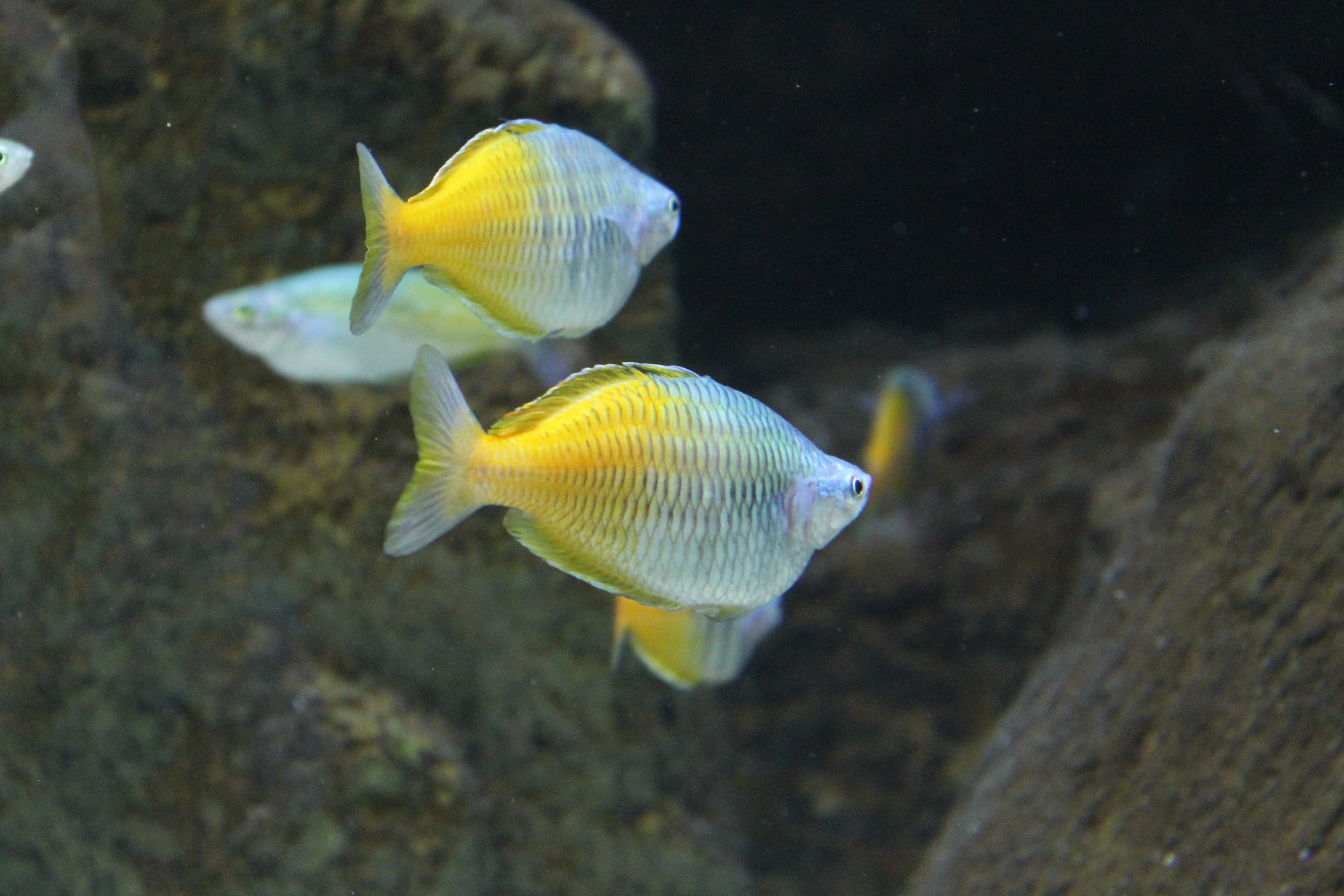 4K, animal themes, reef, tropical fish, photo, close-up, animal wildlife, water, transparent, fish, aquarium, blue, undersea, saltwater, ocean, exotic, HD Wallpaper