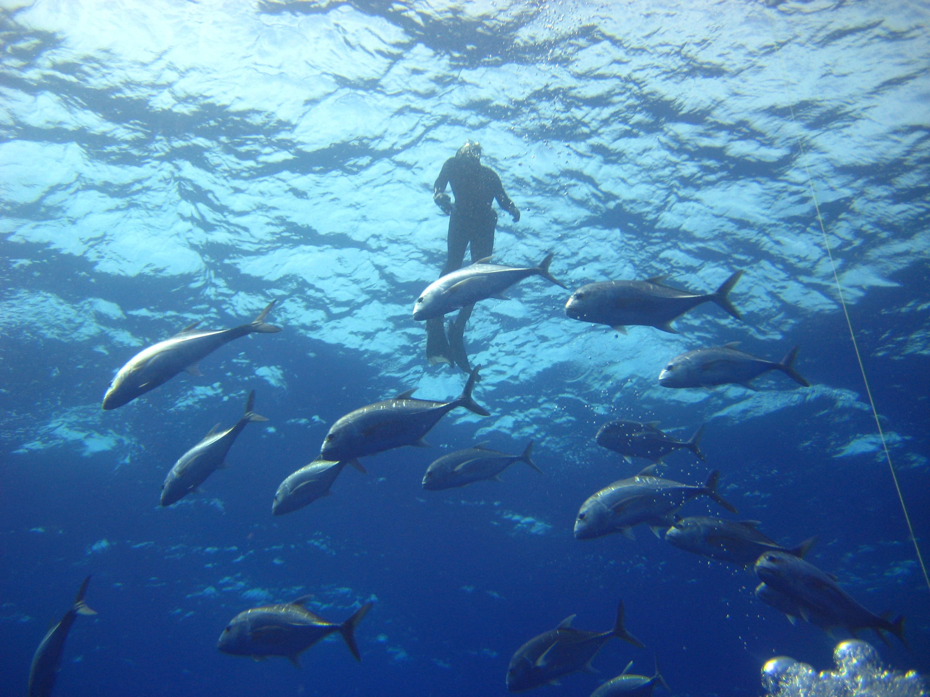 blue, school of fish, sea-life, outdoors, Diver, marine, animal wildlife, underwater, animal themes, swimming, undersea, man, vertebrate, school, Water, HD Wallpaper