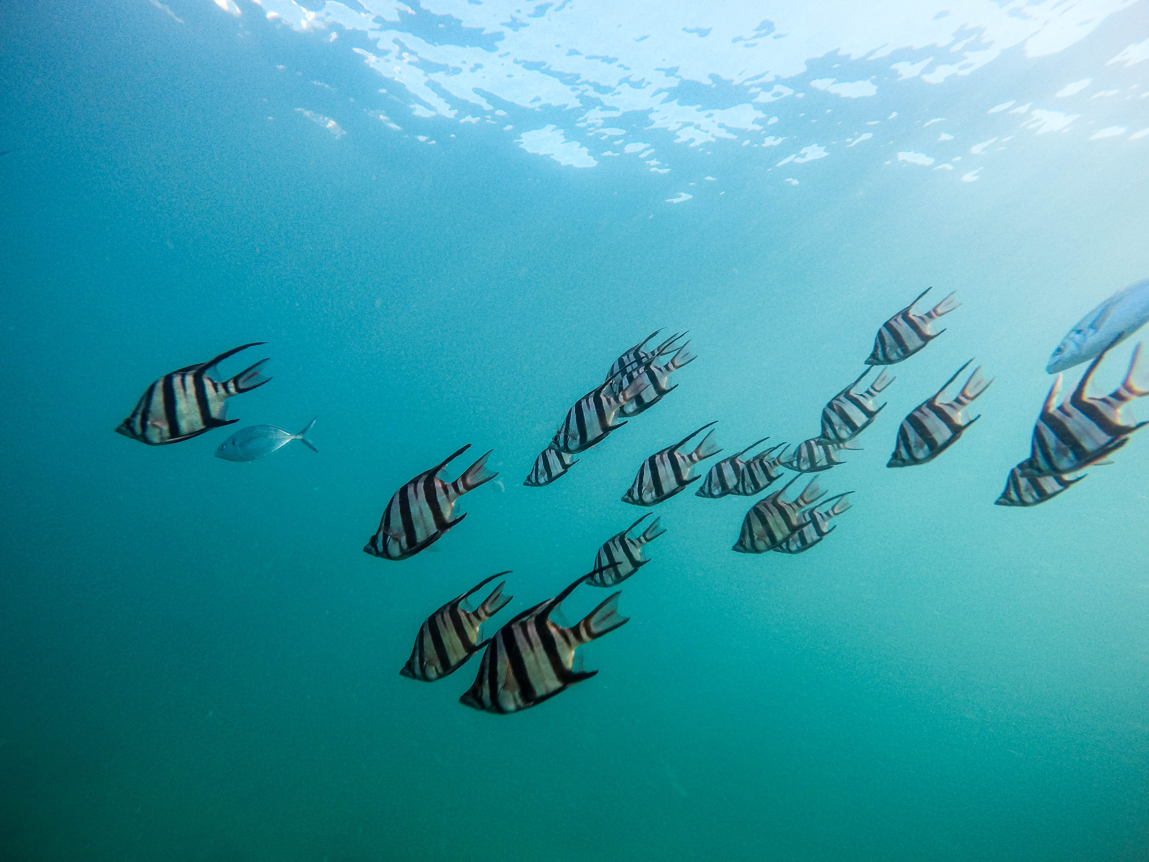 blue, deep, group of animals, 4K, scuba Diving, silver, animal wildlife, underwater diving, swimming, vertebrate, ocean, reef, animals in the wild, white, HD Wallpaper