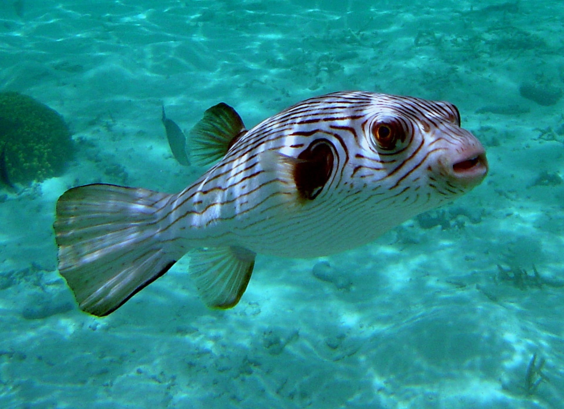 tropical, one animal, no people, close-up, animal wildlife, nature, white, animal, narrow lined puffer, swimming, animal themes, saltwater, fish, puffer, HD Wallpaper