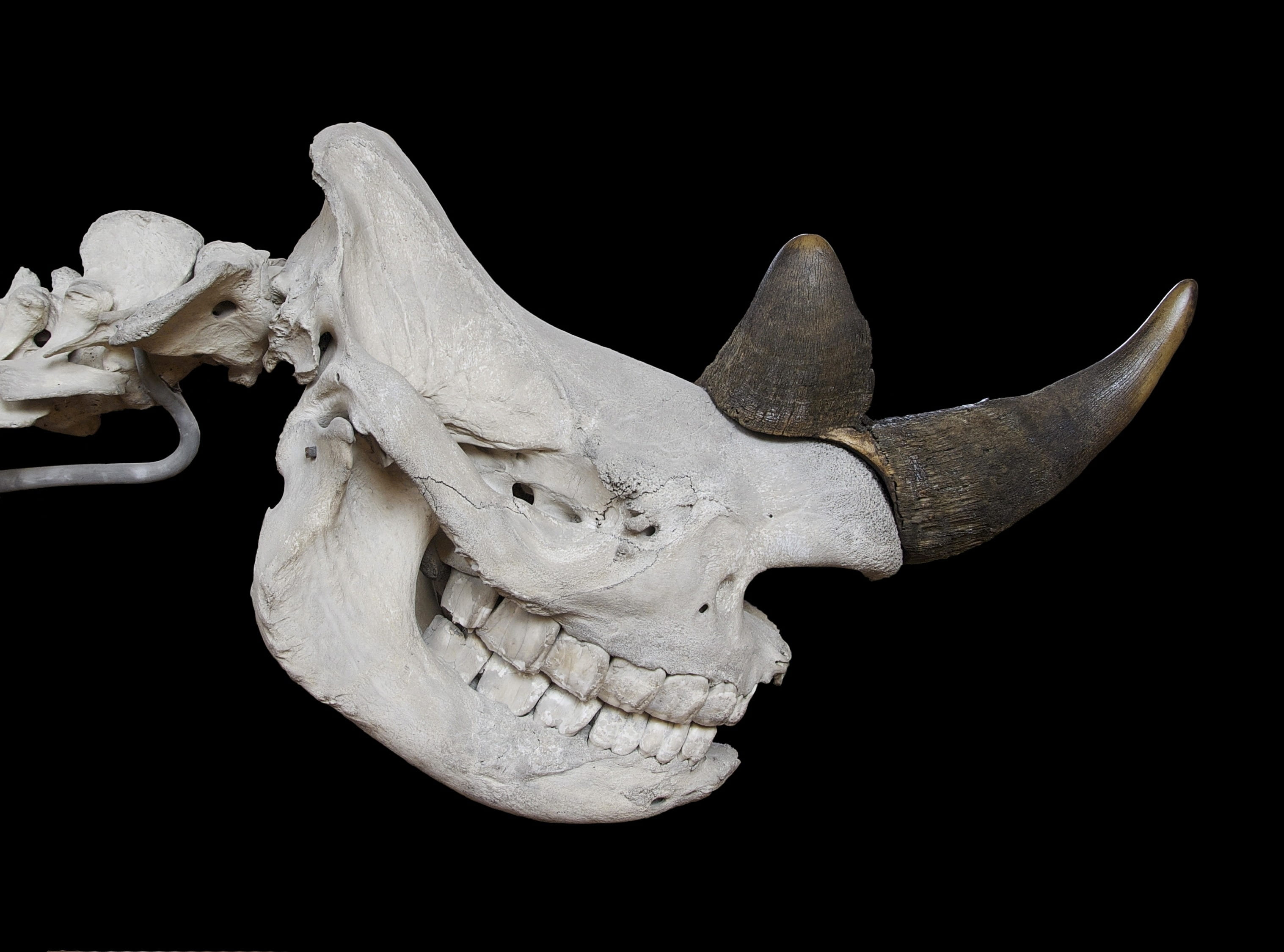 animal body part, animal themes, animal head, horn, animal wildlife, no people, skeleton, animal skeleton, black background, studio shot, 2K, bone, black rhinoceros, HD Wallpaper