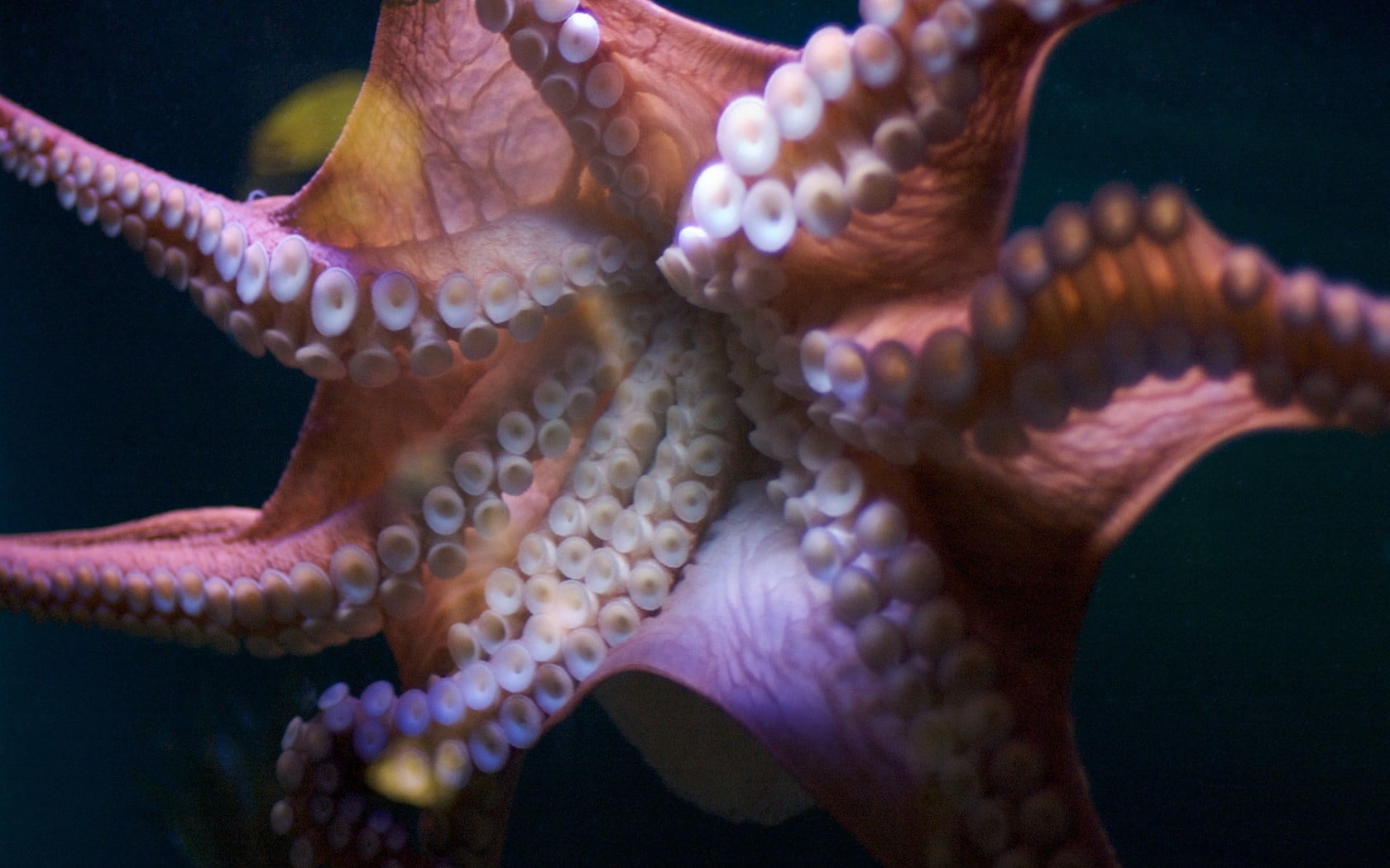 720P, coral, reef, suckers, brown, animal, aquarium, aquatic, blue, nature, tropical Climate, animals And Pets, one animal, no people, animals in the wild, HD Wallpaper