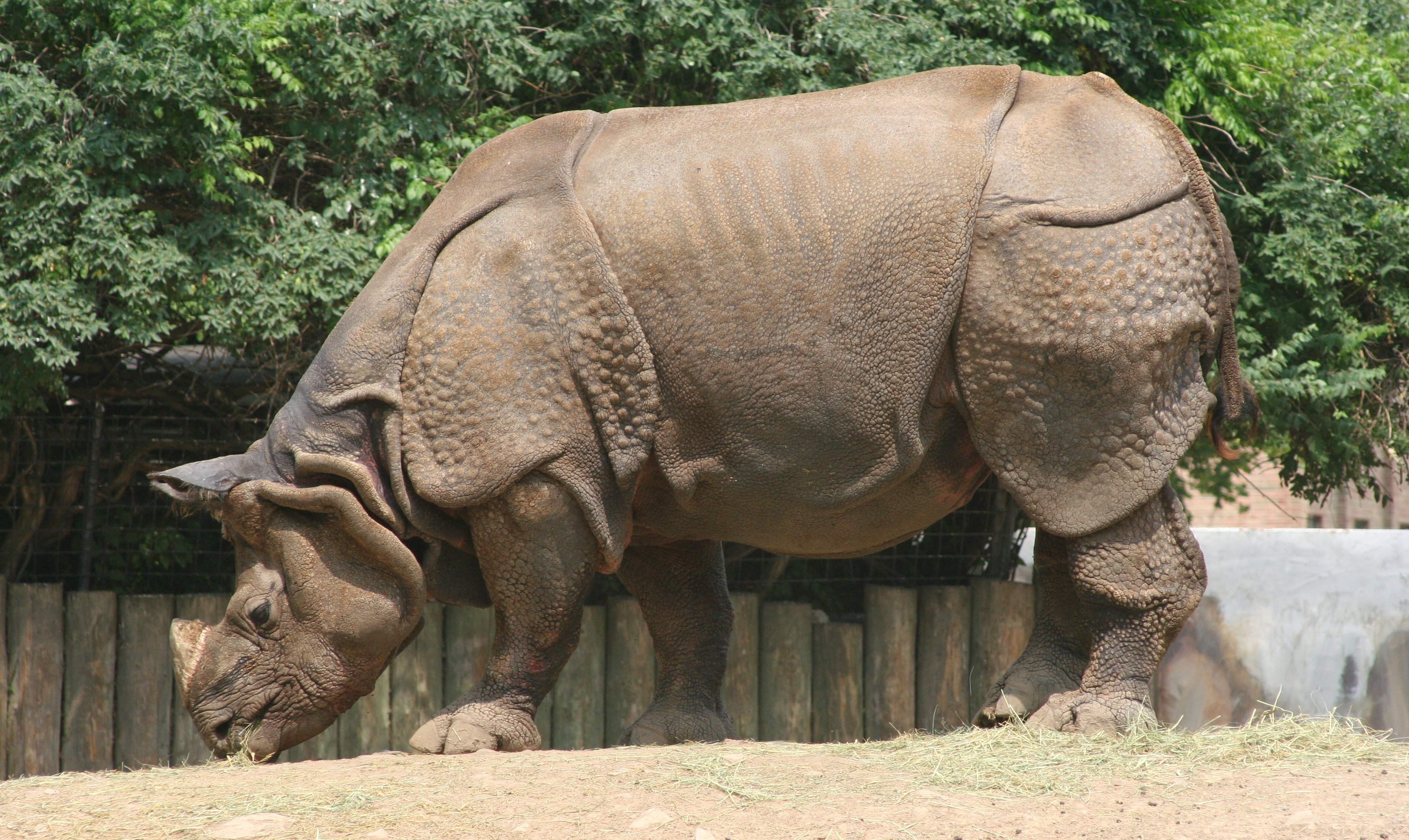 animal body part, animal trunk, one animal, african elephant, animals in the wild, animal themes, land, day, skin, rhino, mammal, asia, 2K, standing, wildlife, HD Wallpaper