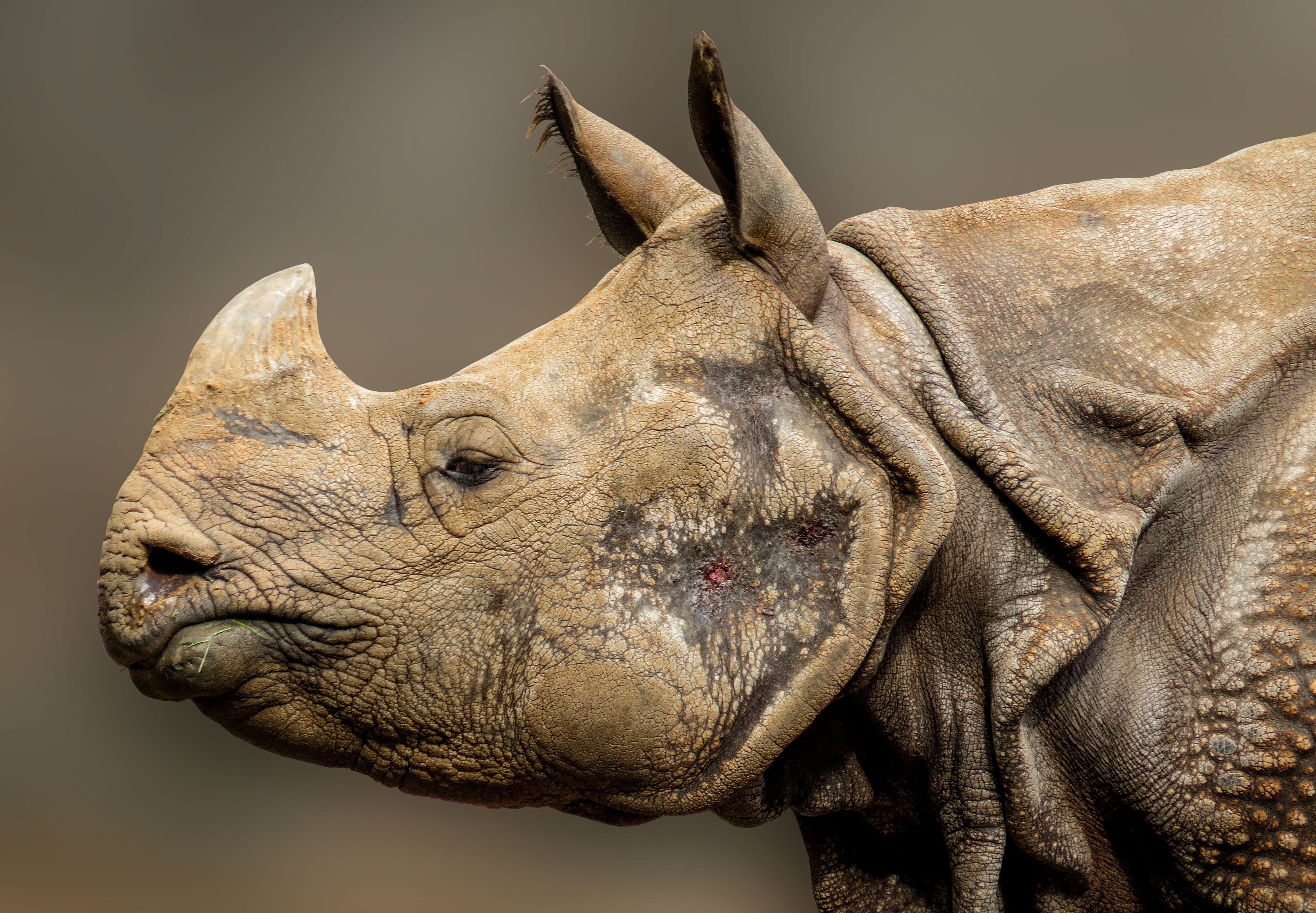 focus on foreground, no people, animal themes, animal body part, close-up, photo, pachyderm, 4K, rhinoceros, day, animal head, animal portrait, horn, close, HD Wallpaper