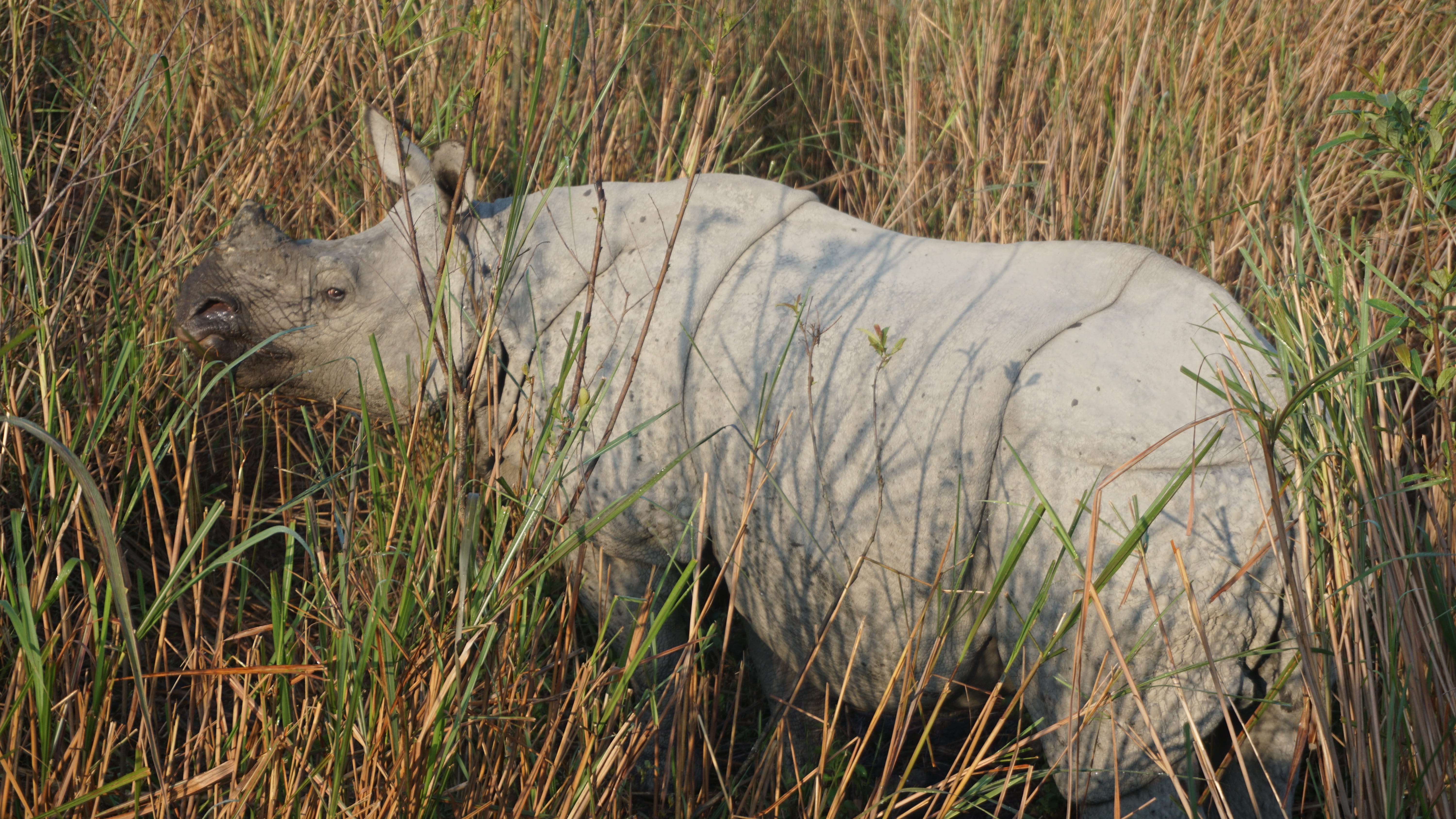 rhinoceros, mammal, outdoors, no people, animal wildlife, india, 5K, plant, animals in the wild, field, wildlife, kaziranga, growth, nature, animal, animal themes, HD Wallpaper