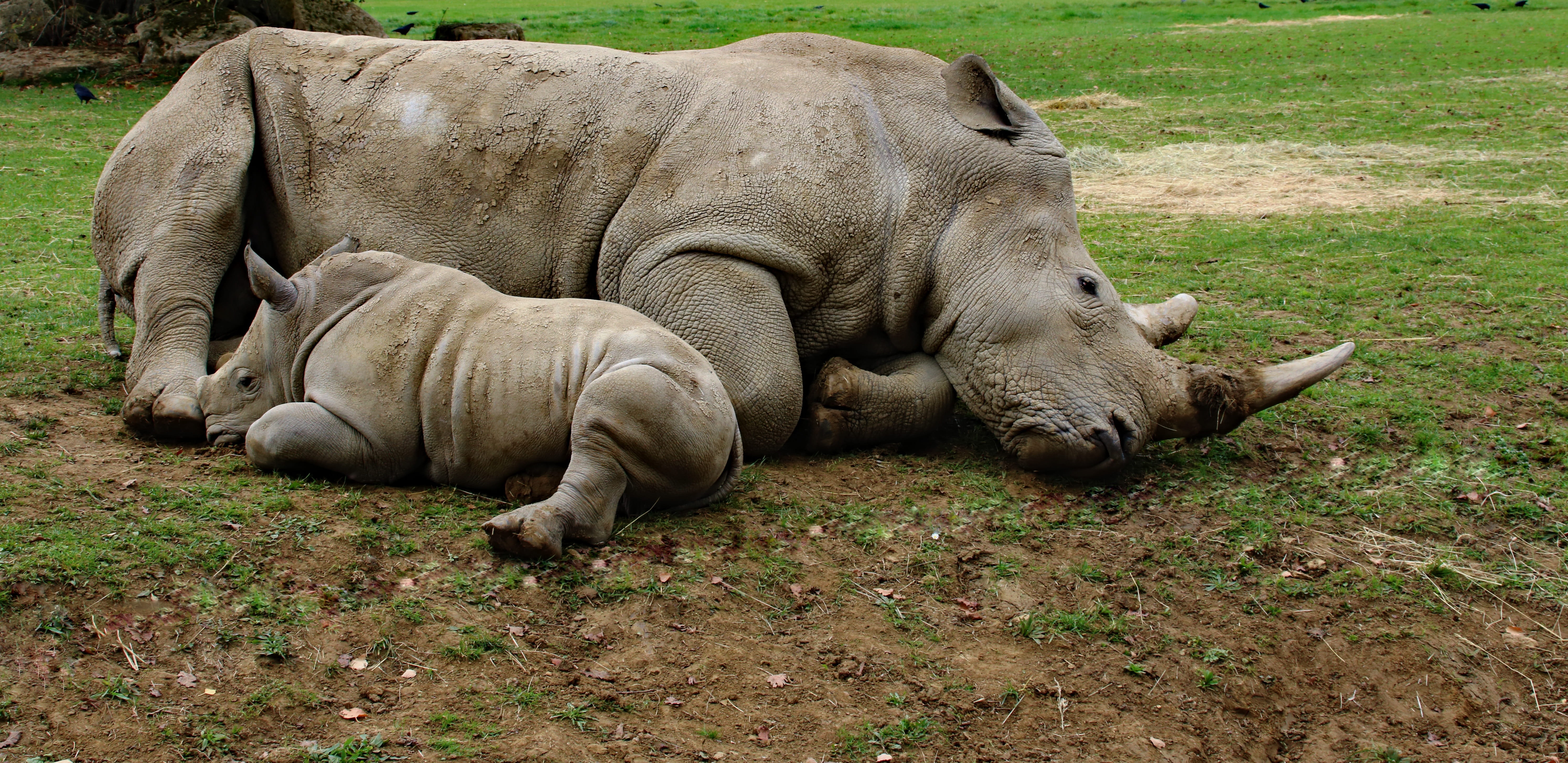 day, mother and son rhino, wildlife, big, animals in the wild, one animal, animal themes, nature, field, mammal, Mother And Son, lying, land, rhinoceros, HD Wallpaper