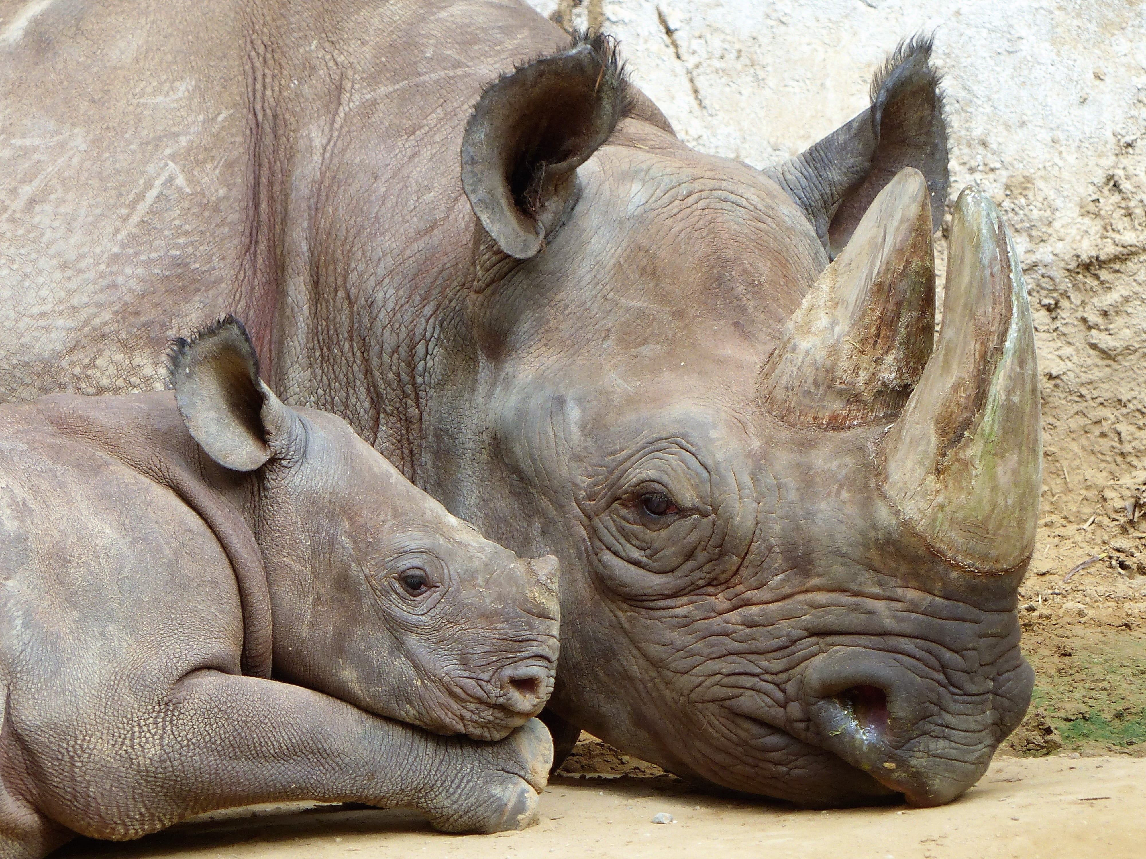 animal themes, sky, close-up, no people, animal, sunny, Rhino, outdoors, nature, gray, mammal, day, relaxation, rhinoceros, group of animals, animal body part, HD Wallpaper