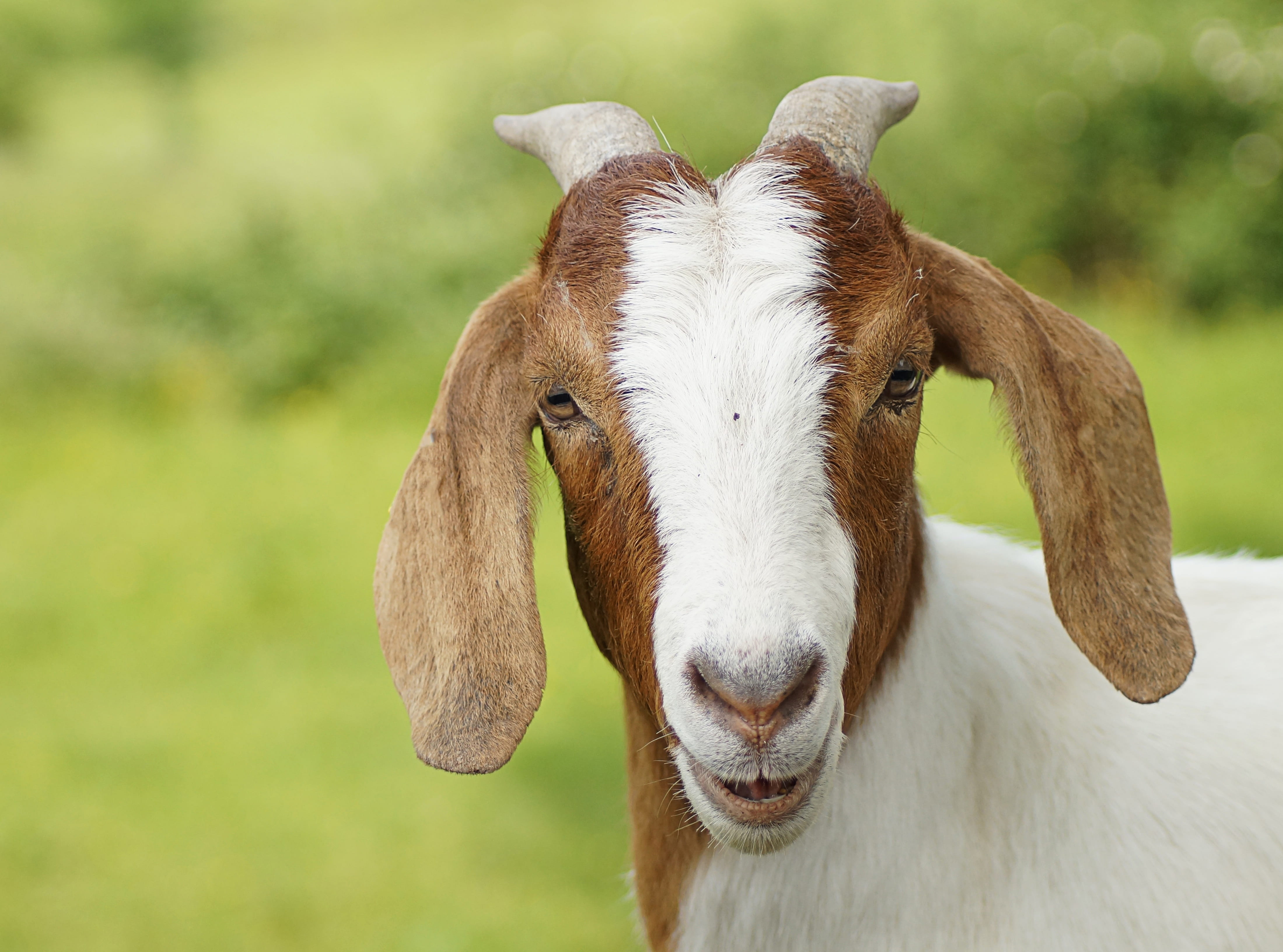 livestock, animal portrait, horned, mammals, one animal, laugh, pets, domestic, land, close-up, animal head, mammal, pet, focus on foreground, wildlife photography, HD Wallpaper