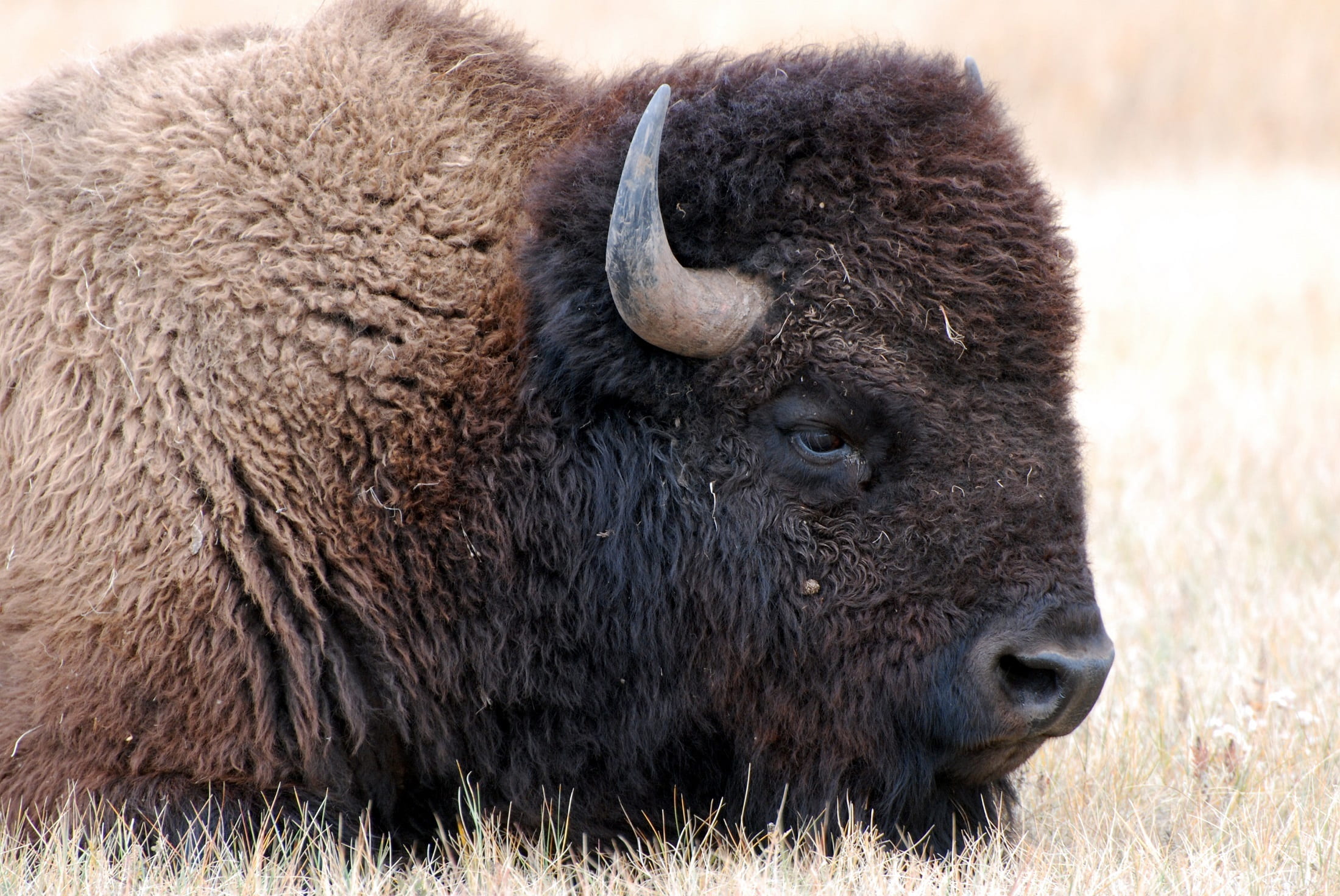 animals in the wild, icon, grassland, domestic animals, animal head, grazing, herbivorous, wild, close-up, horned, day, buffalo, mammal, head, outdoors, HD Wallpaper
