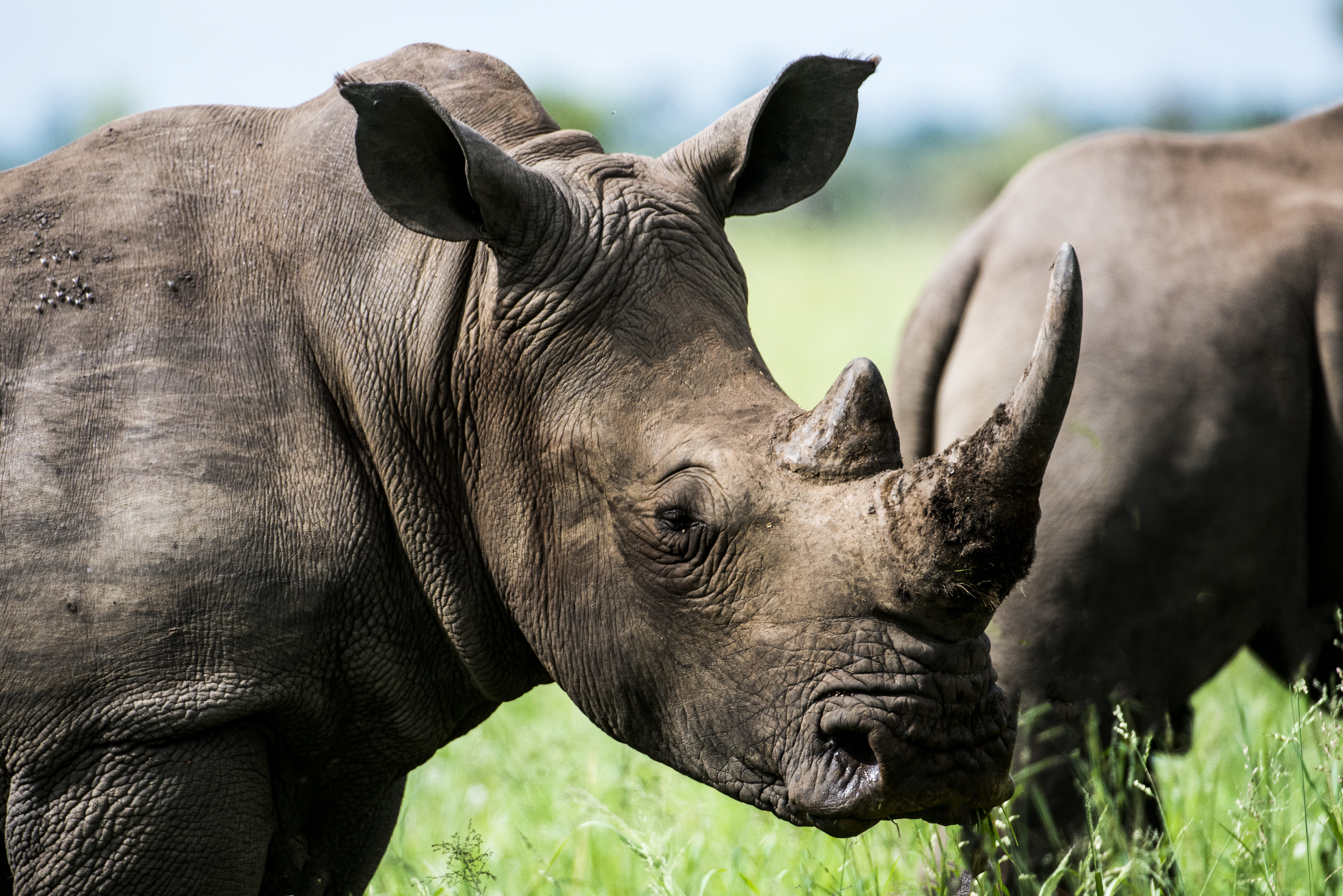 animals in the wild, animal, rhinoceros, herbivorous, gray, head, reserve, blur, endangered, outdoors, ears, focus on foreground, 5K, grass, animals, large, HD Wallpaper