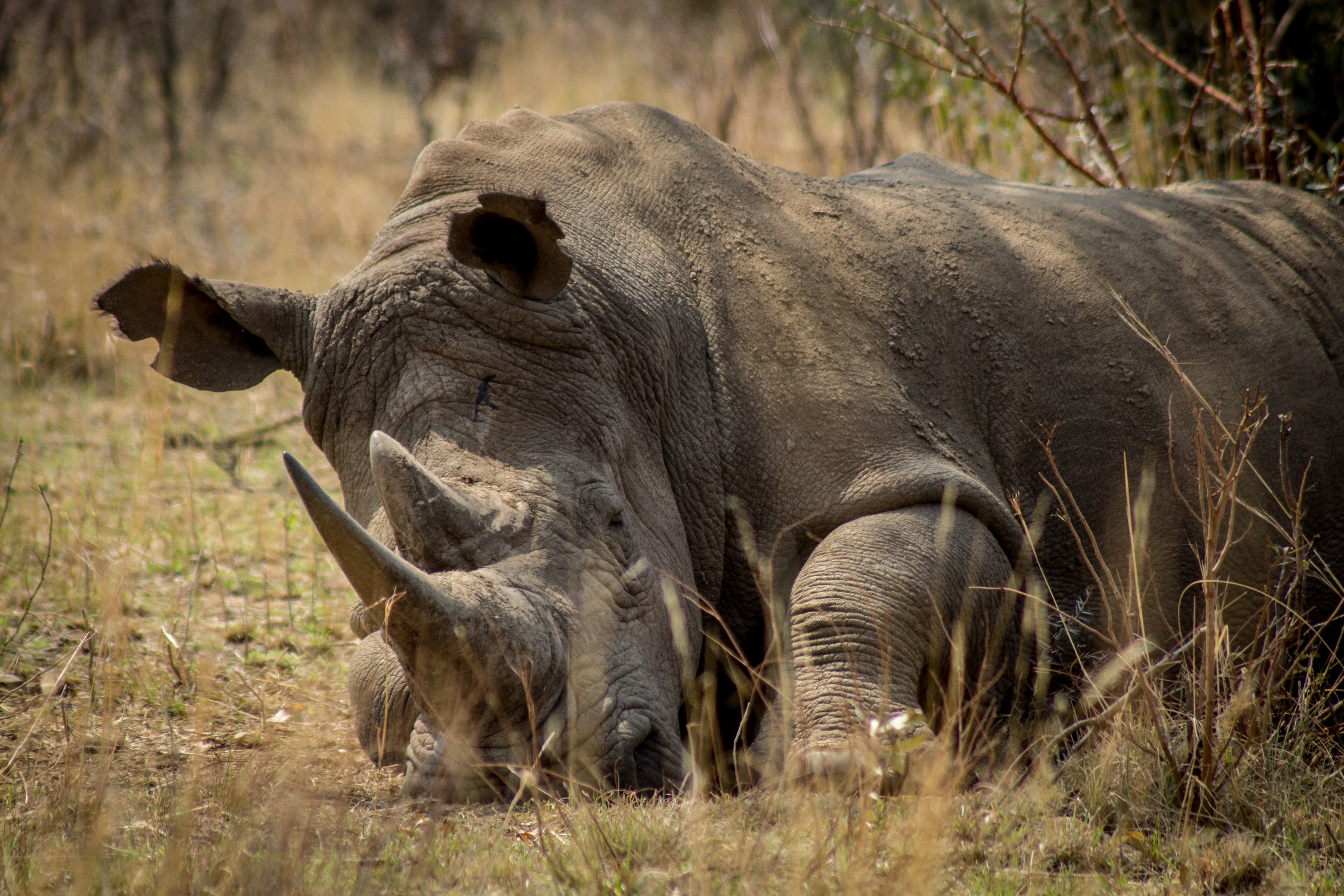 serengeti National Park, tourism, outdoors, safari, endangered, savannah, animal themes, national Park, white Rhinoceros, plant, east Africa, herbivorous, HD Wallpaper