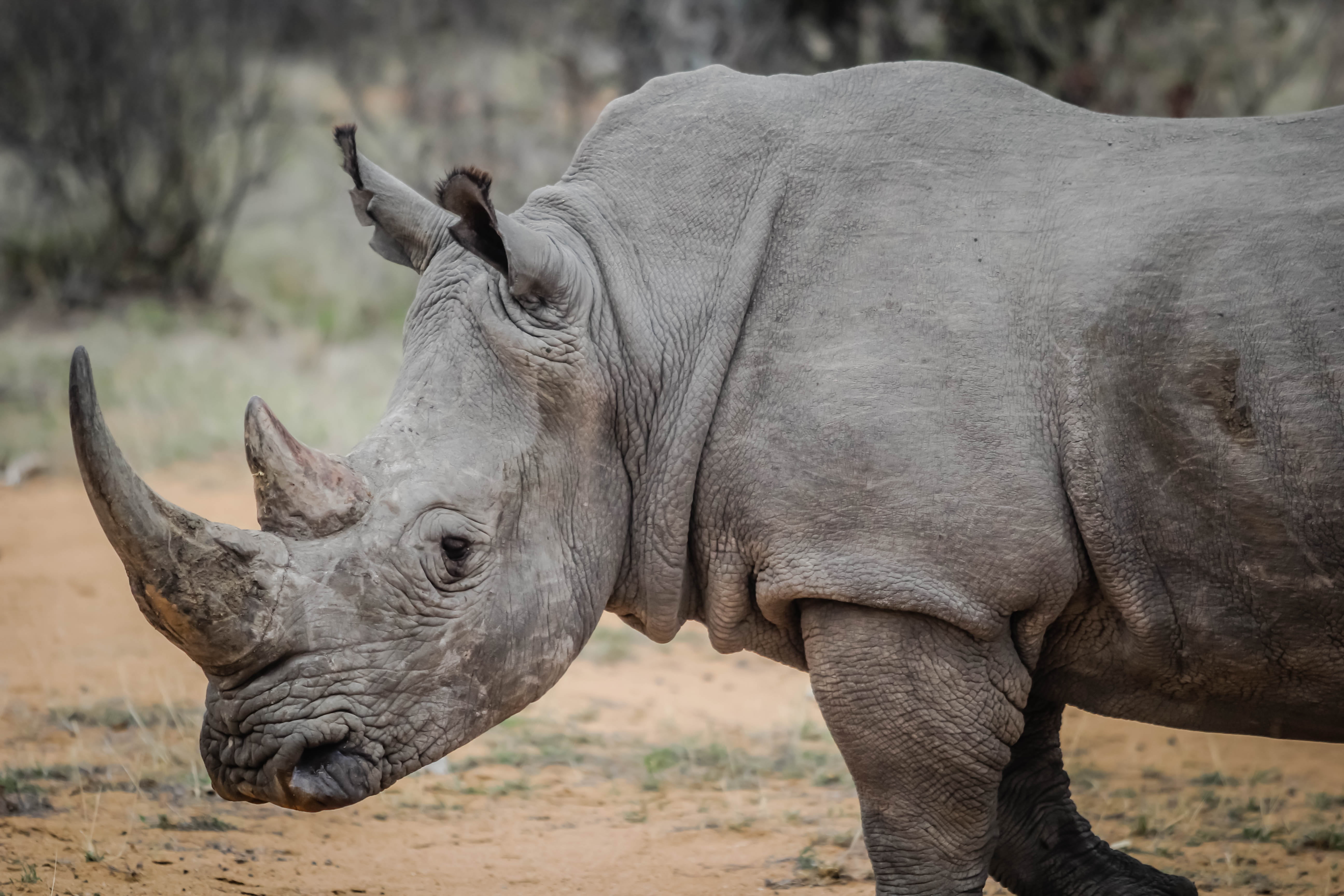 wilderness, africa, animals in the wild, outdoors, animal wildlife, no people, field, wildlife, domestic animals, land, animal, rhino, rhinoceros, one animal, HD Wallpaper