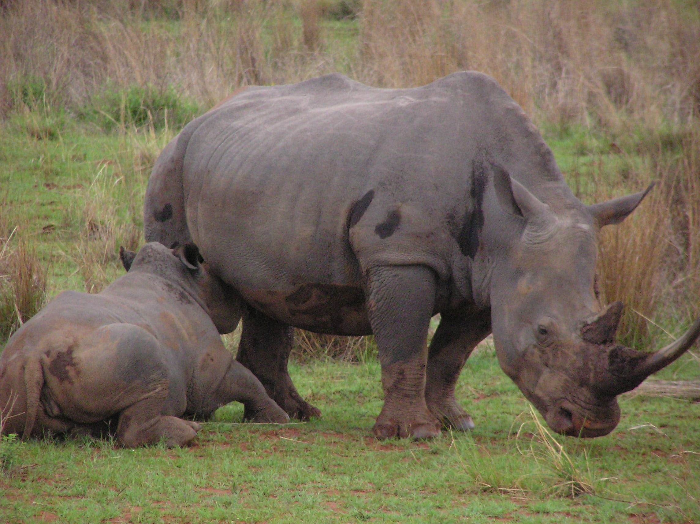 two animals, plant, no people, horned, 1080P, tourism, south africa, wild, milk, feeding, travel, fauna, day, animal wildlife, domestic animals, rhino, HD Wallpaper