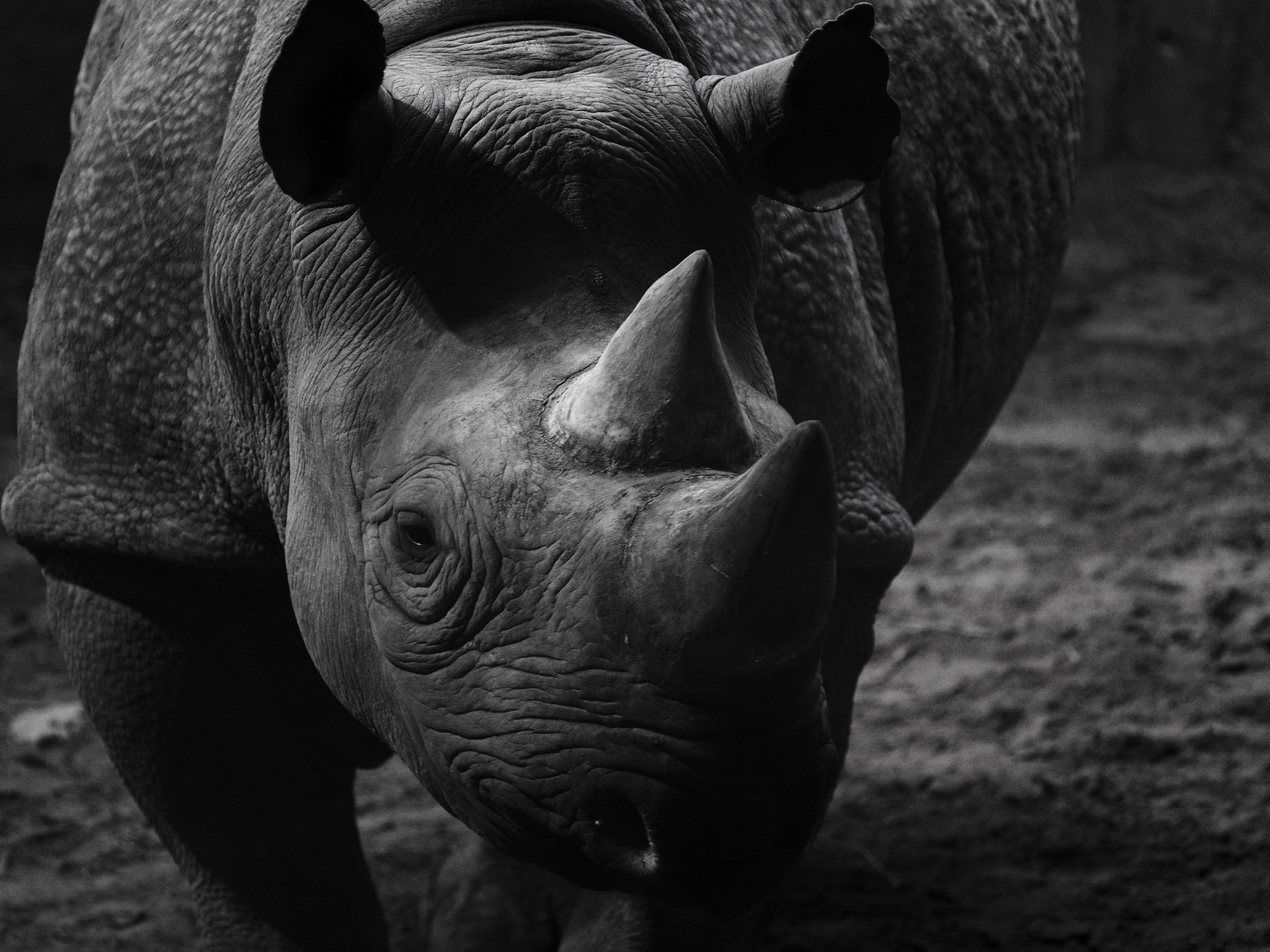 no people, animal themes, land, domestic, close-up, monochrome, shadows, animal body part, focus on foreground, mammal, horns, black and white, one animal, HD Wallpaper