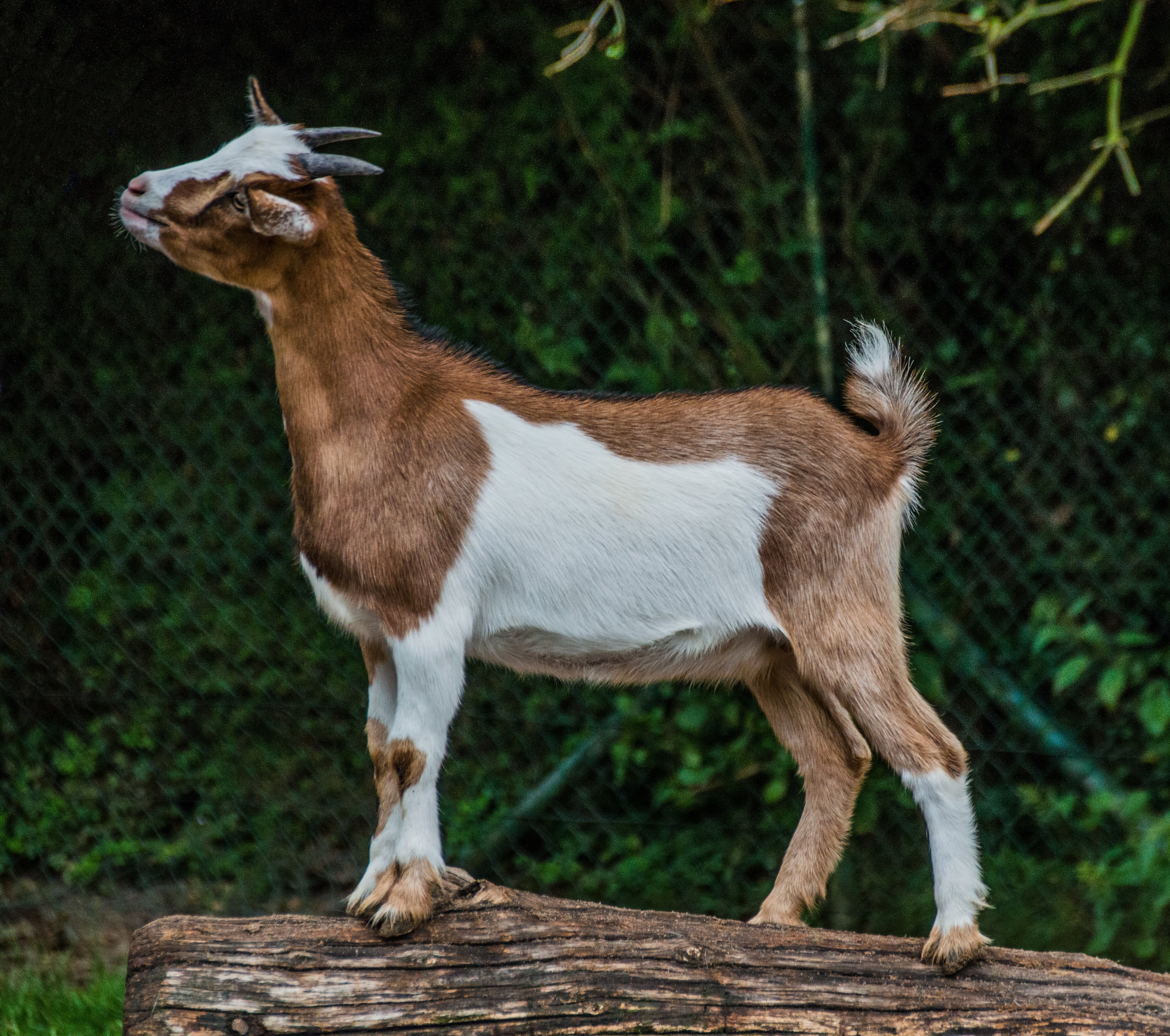 side view, no people, billy goat, 4K, standing, mammal, land, petting zoo, plant, herbivorous, focus on foreground, domestic animals, animal, animal themes, HD Wallpaper