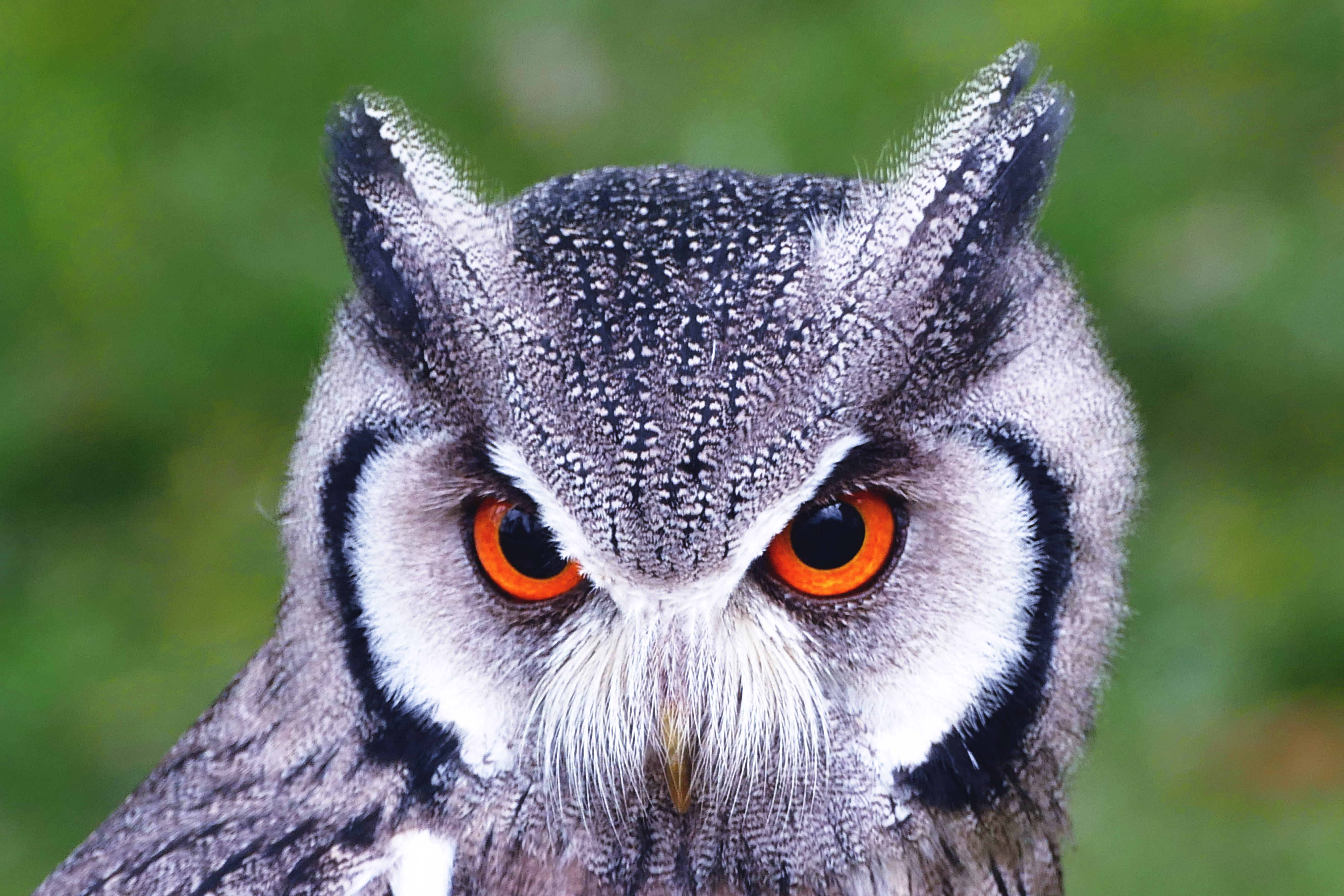 yellow eyes, vertebrate, animal, nature, bird, portrait, animal head, beak, animals, birds, day, shot, no people, staring, 5K, one Animal, animal Eye, HD Wallpaper