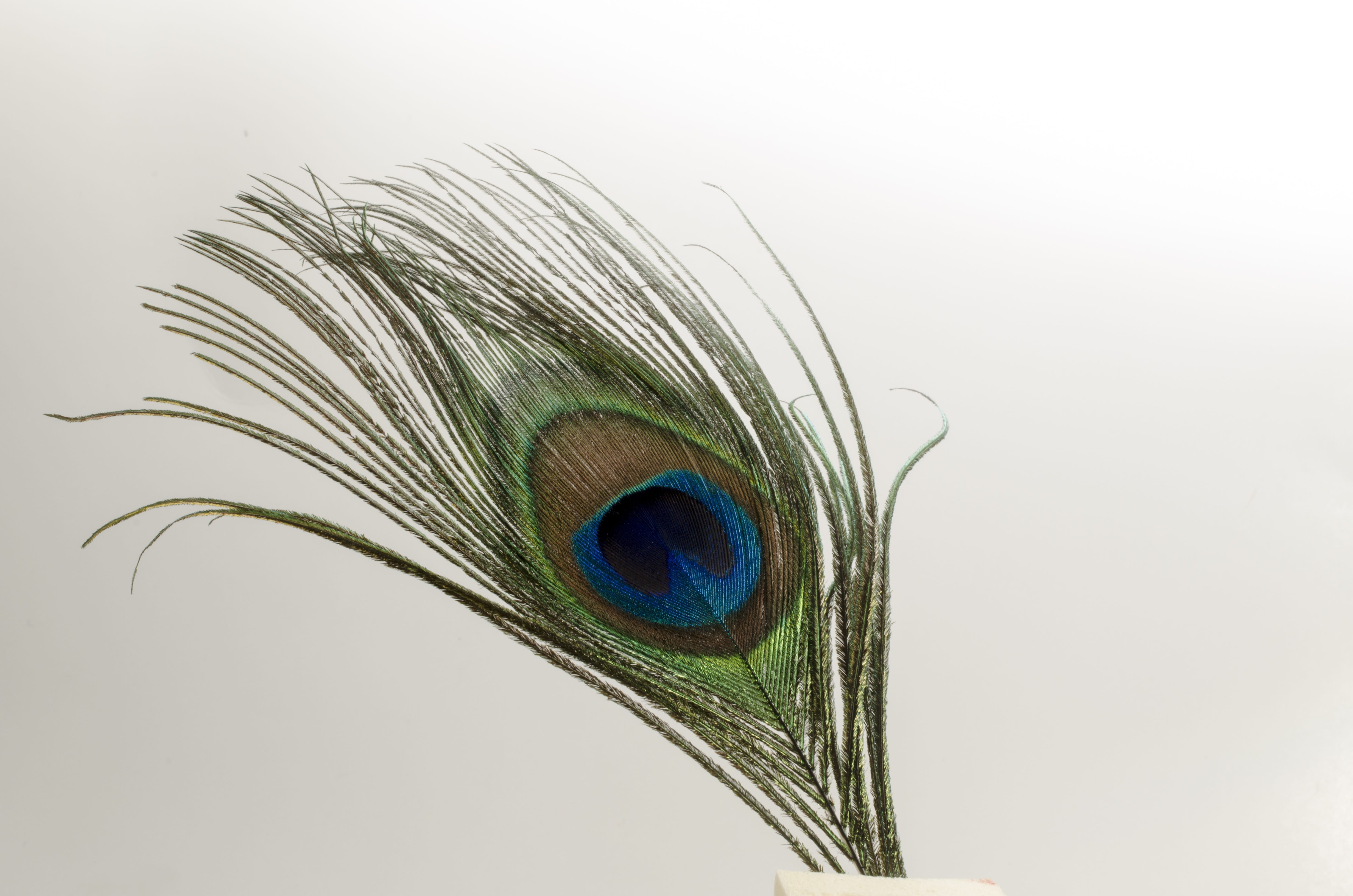 4K, one animal, Feather, black, animal themes, animal, Bird, close-up, colorful, wildlife, wild, zoo, softness, lightweight, indoors, studio shot, green Color, HD Wallpaper