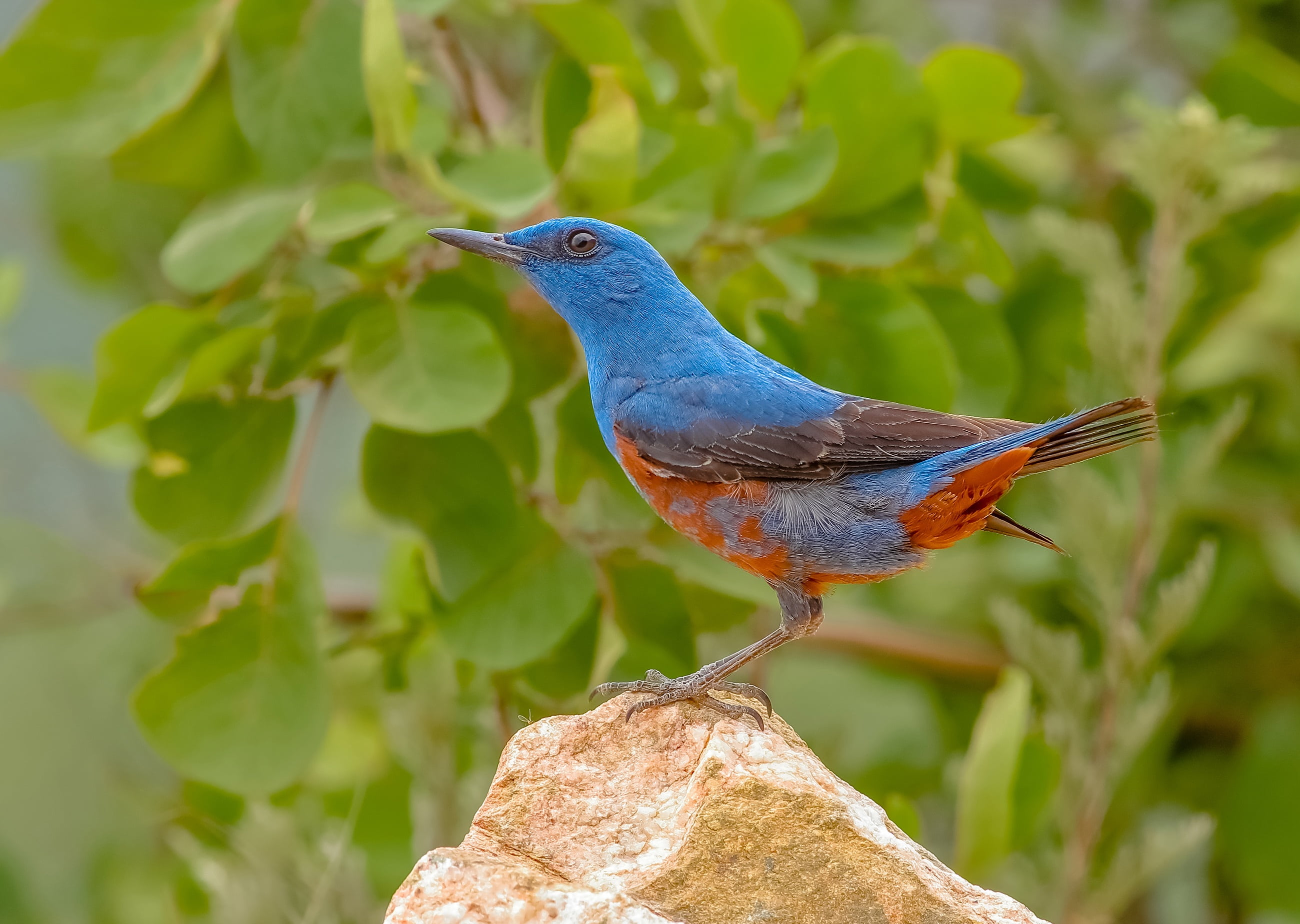 plant part, 2K, animal themes, close, one animal, standing, perching, bird, focus on foreground, feather, red, vertebrate, close-up, blue, profile view, HD Wallpaper