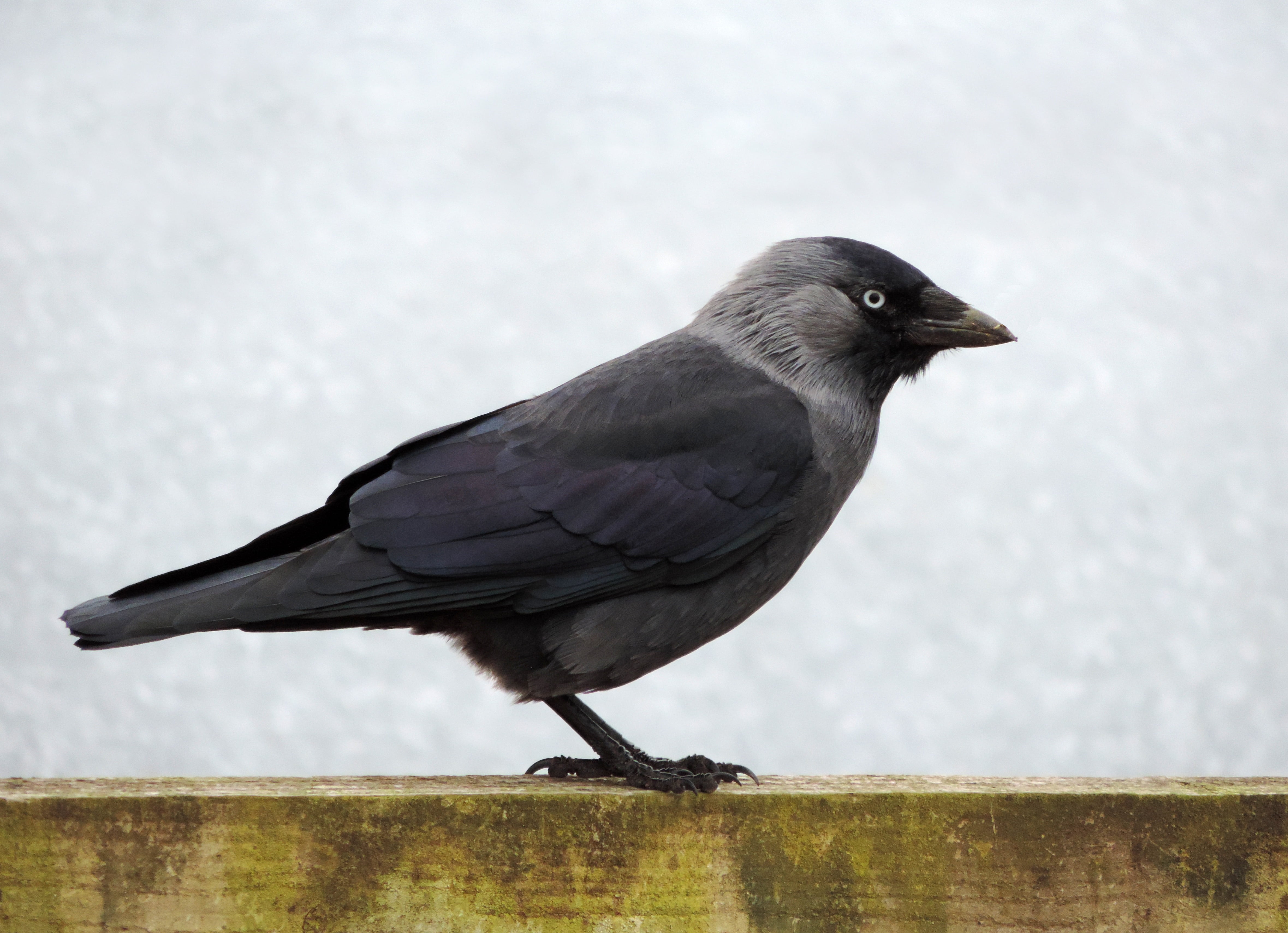 close-up, horizontal, vertebrate, gray, animals in the wild, perching, bird, eurasian jackdaw, nature, feathers, beak, outdoors, side view, european jackdaw, HD Wallpaper