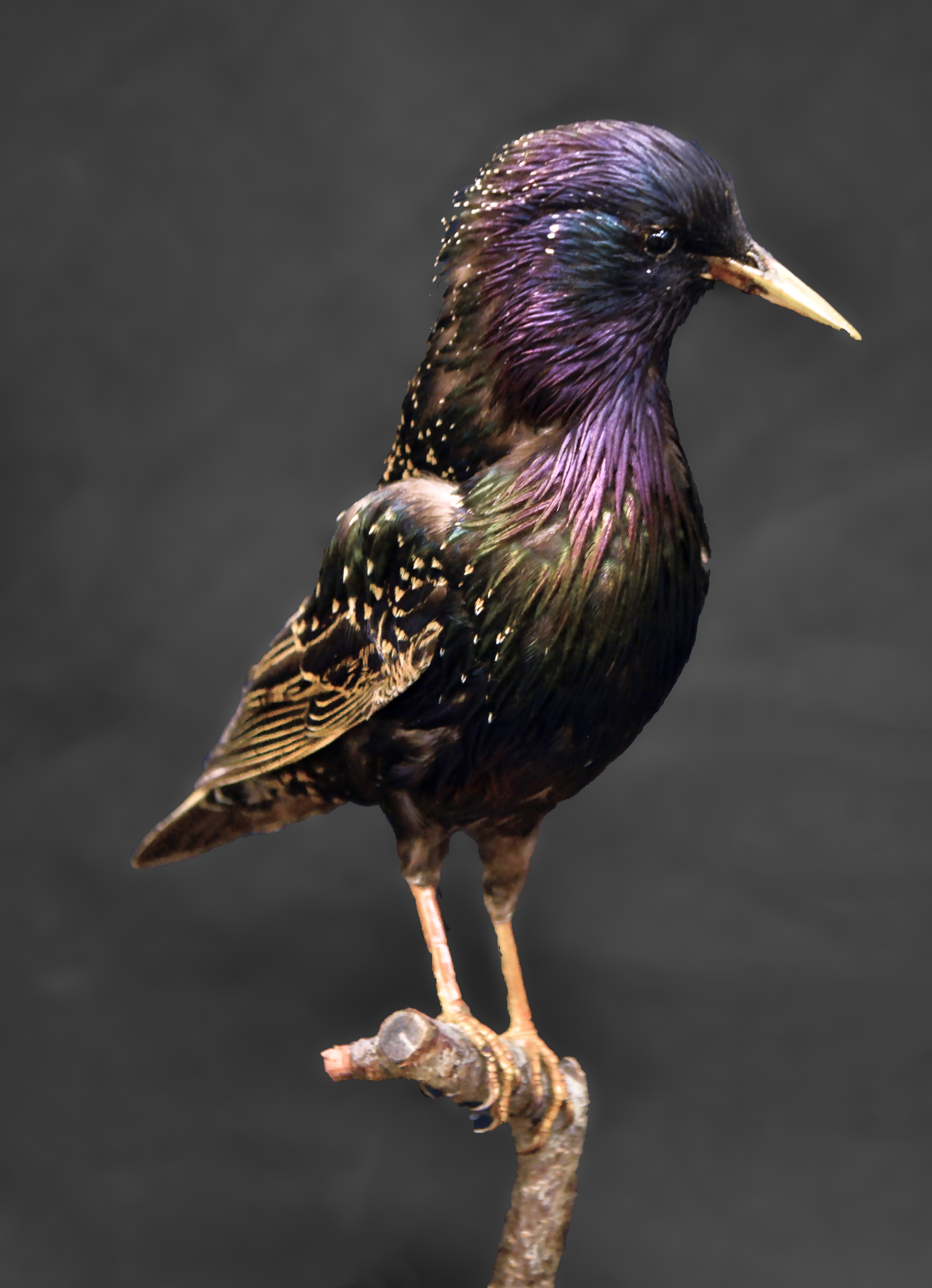 one, outdoors, wild, shiny, profile, common, animals in the wild, feathers, day, black color, vertebrate, one animal, close-up, colorful, white, animal wildlife, Phone HD Wallpaper