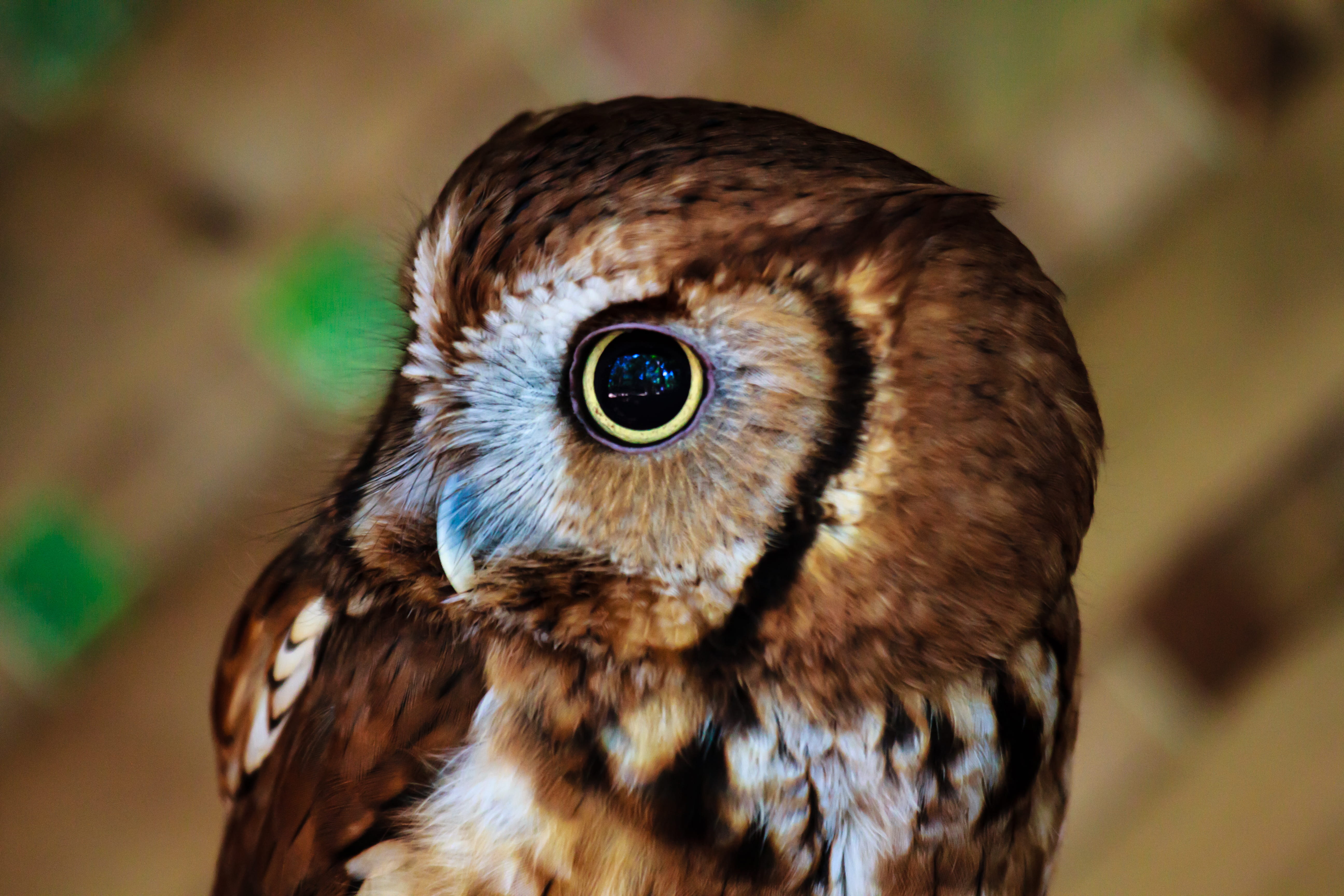 bird of Prey, beak, animal Eye, shallow, 5K, animal body part, carnivore, looking at camera, bird, day, nature, animal wildlife, brown owl, animal head, HD Wallpaper