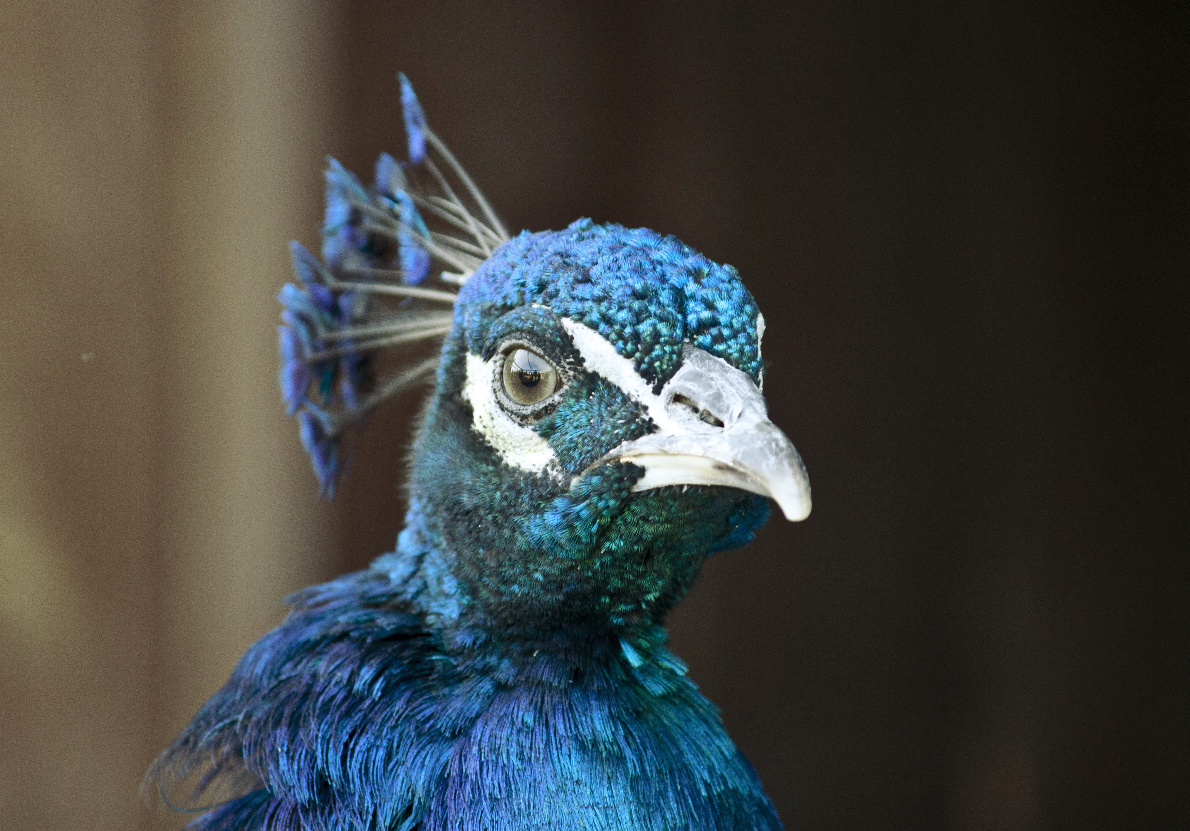 beak, bird, nature, looking, peacock, birds head, one animal, day, animal wildlife, animal themes, blue peacock, blue, white, male Animal, portrait, eye, HD Wallpaper