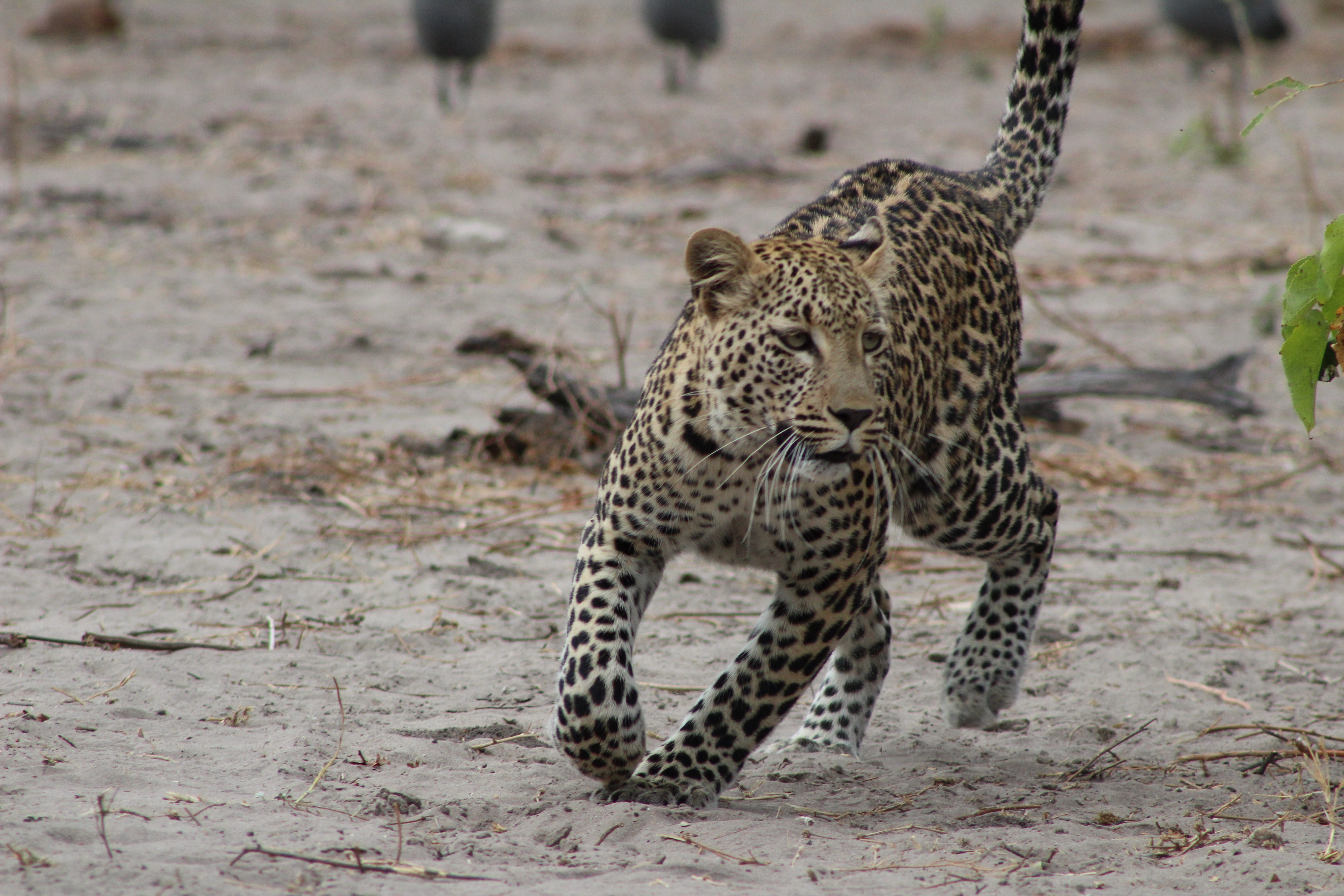 vertebrate, aardvark, bird, animal wildlife, screensaver, brown, carnivora, zebra, undomesticated cat, cat, one animal, jaguar, ocelot, animals in the wild, HD Wallpaper