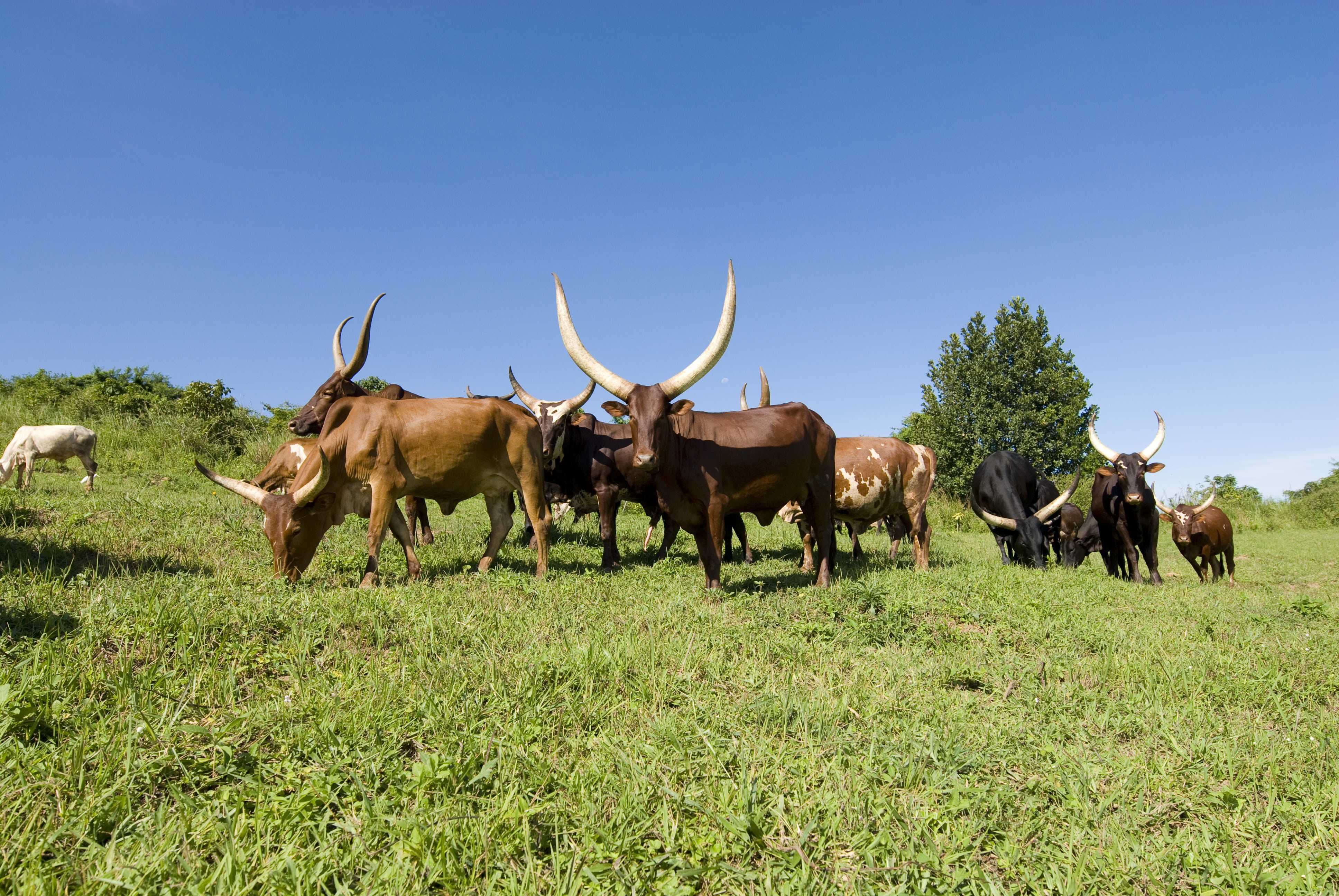 field, domestic, 4K, livestock, ankole cows, blue sky, herd, mammal, no people, cows, day, farm, clear sky, cattle, plant, animal wildlife, bovine, breed, HD Wallpaper
