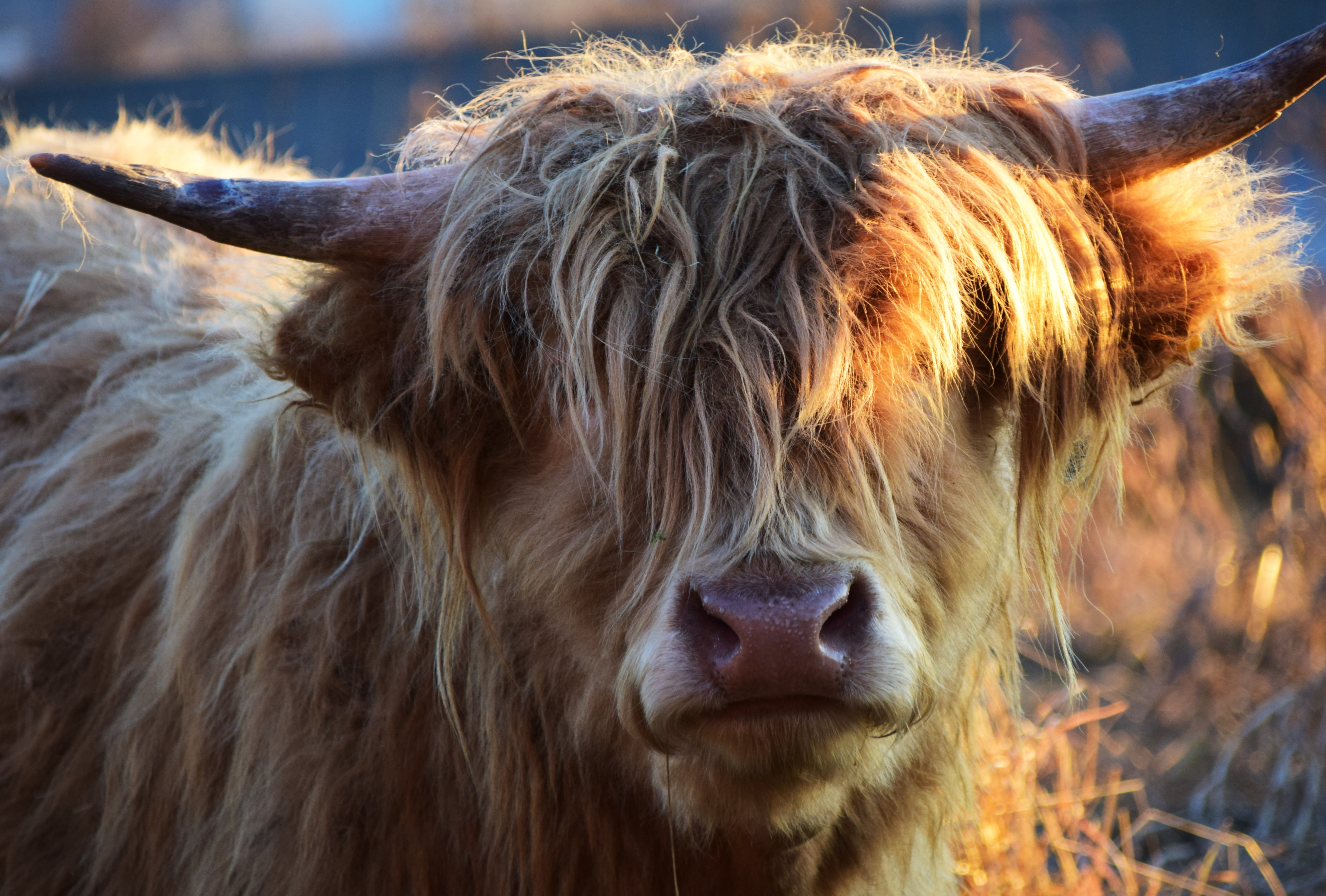 domestic cattle, no people, horned, domestic animals, cow, focus on foreground, grass, animal portrait, horns, four, animal head, mammal, animal wildlife, HD Wallpaper
