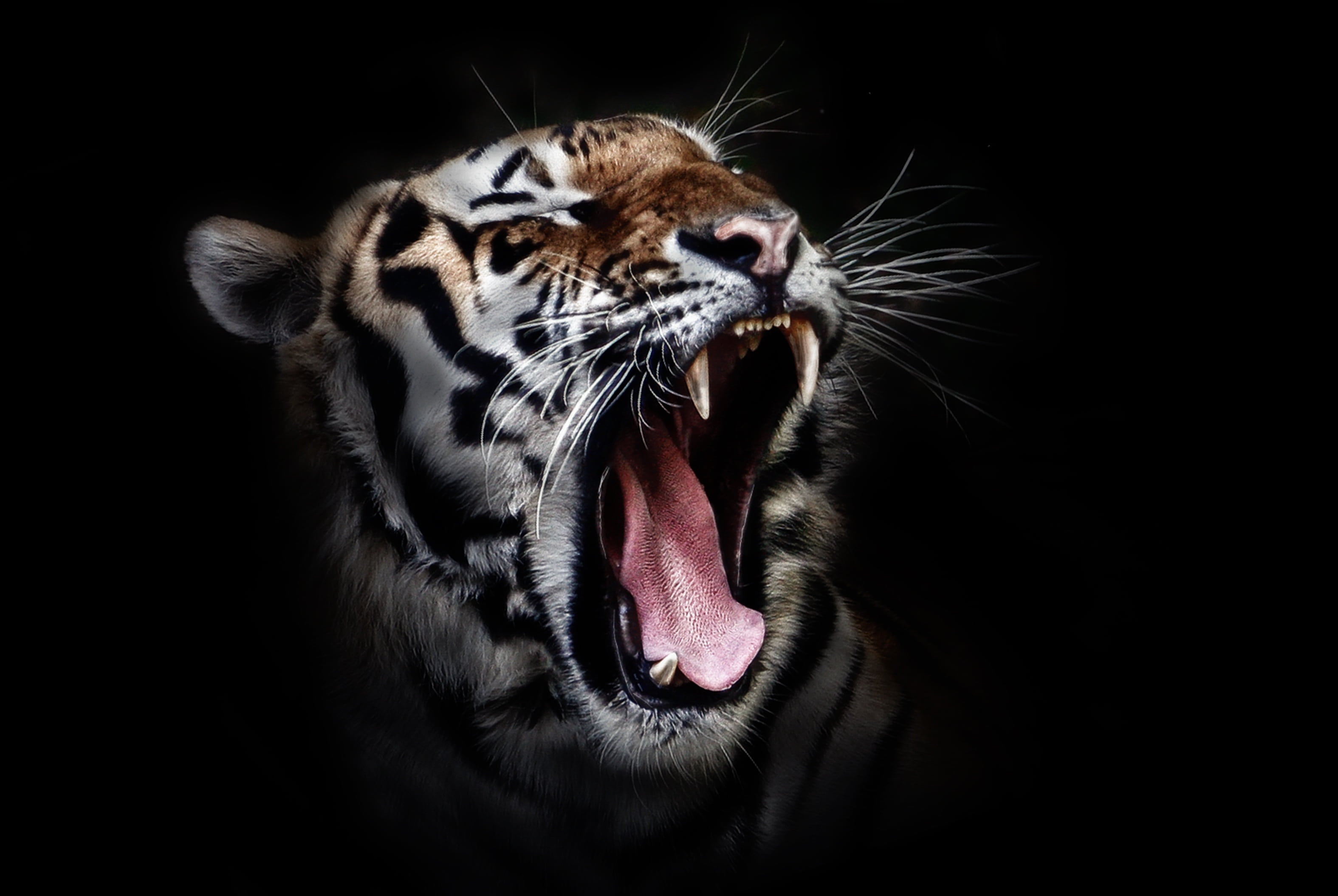 animal Head, carnivore, animals In The Wild, danger, mouth open, striped, close-up, animal mouth, roaring, animal photography, animal, whisker, big cat, HD Wallpaper