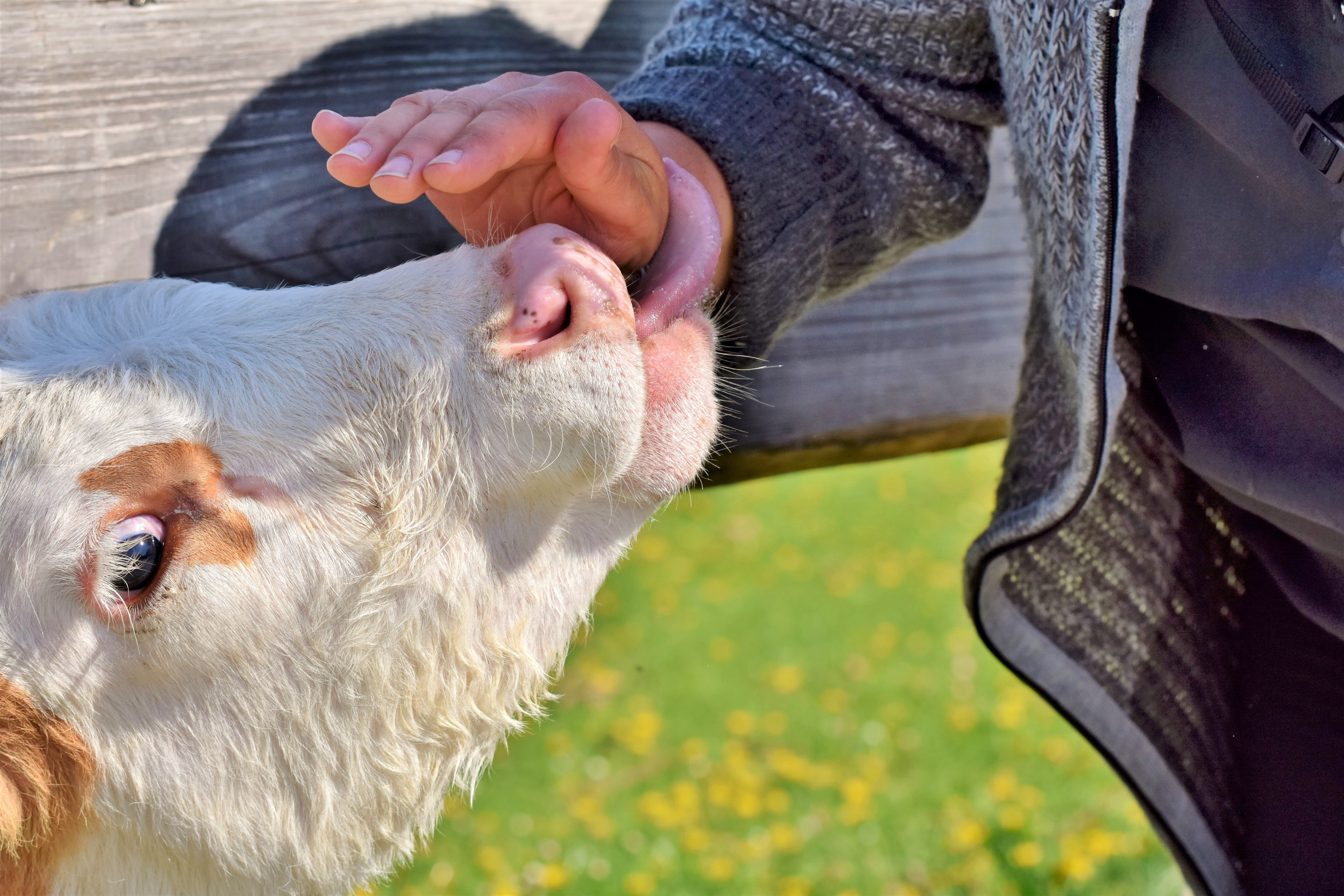 cow, dairy cattle, agriculture, nature, spotted, animal tongue, white, finger, nose, animal mouth, day, little calf, bovine ear, pets, breeding, graze, HD Wallpaper