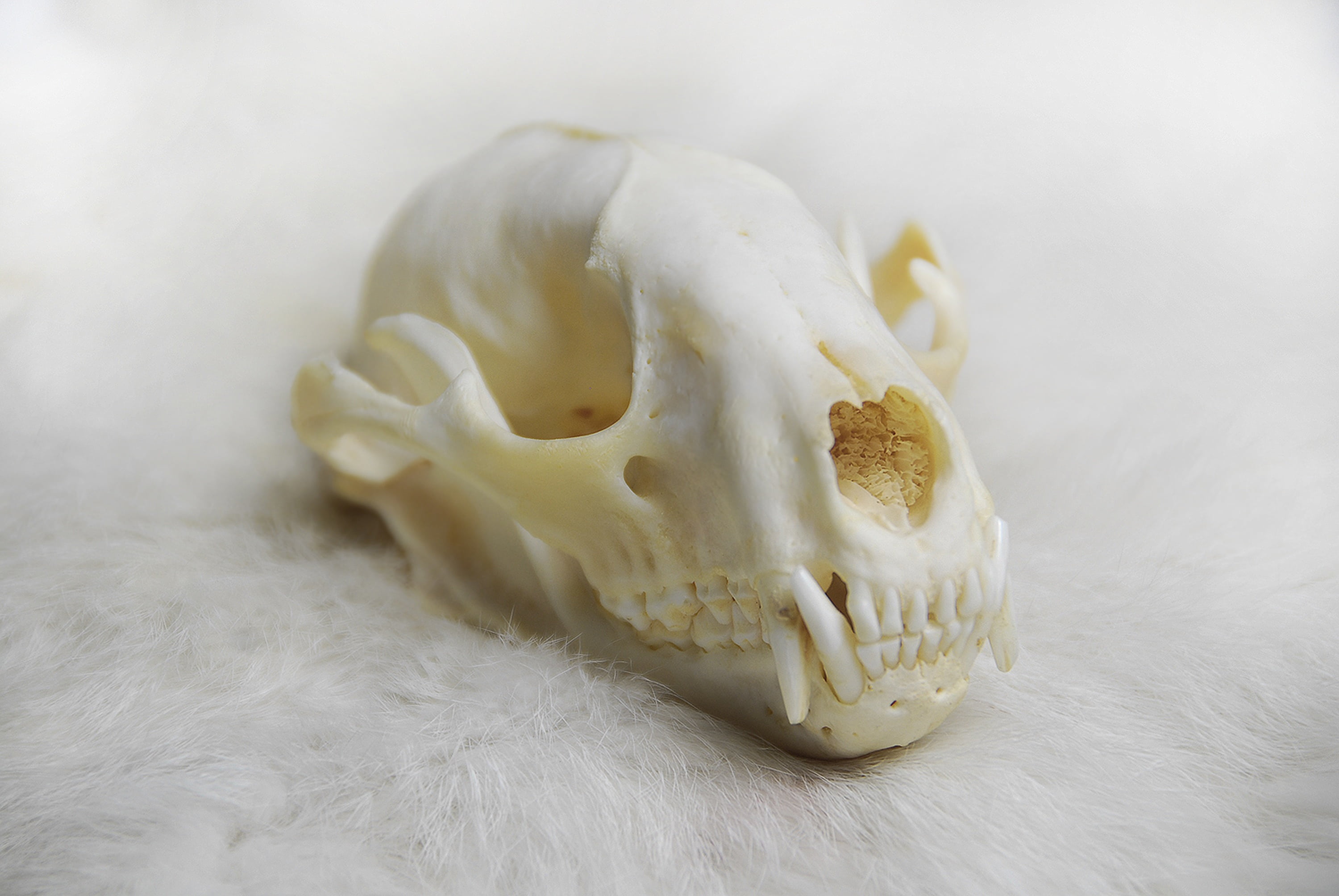 mammal, single object, raccoon, ingredient, biology, vegetable, spice, selective focus, animal, anatomy, no people, skull, still life, mushroom, wild, bone, HD Wallpaper